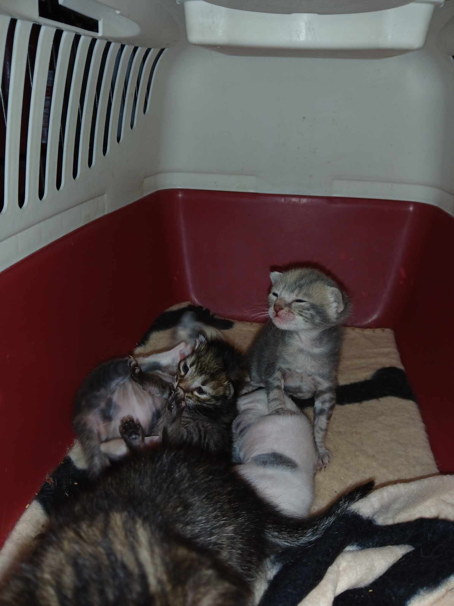 N is for November Neutering campaign photo, 4 of 6