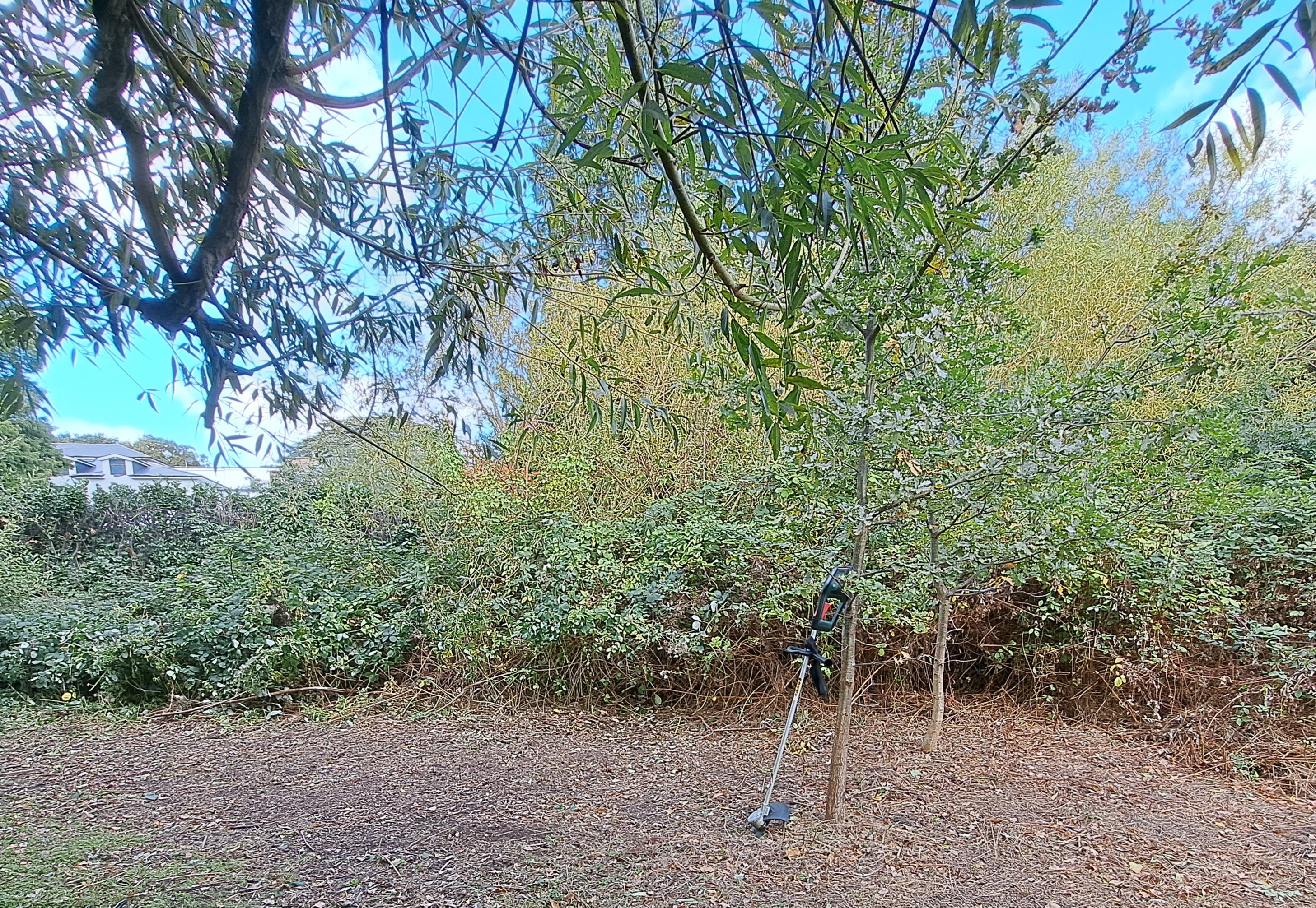 Help fund Basil the Brushcutter campaign photo, 4 of 5