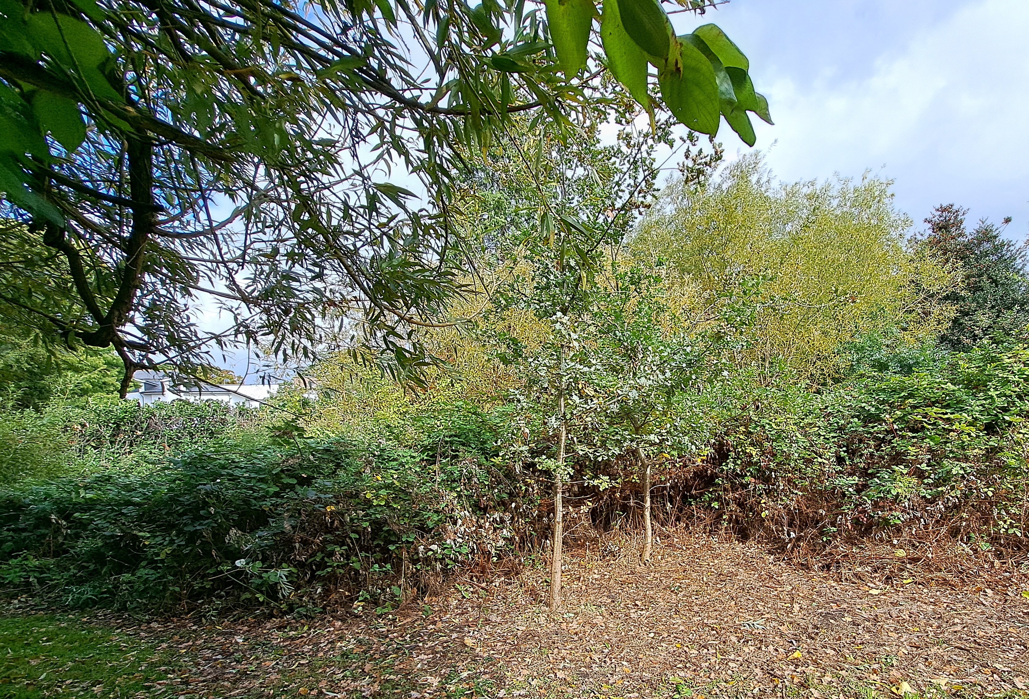 Help fund Basil the Brushcutter campaign photo, 2 of 5