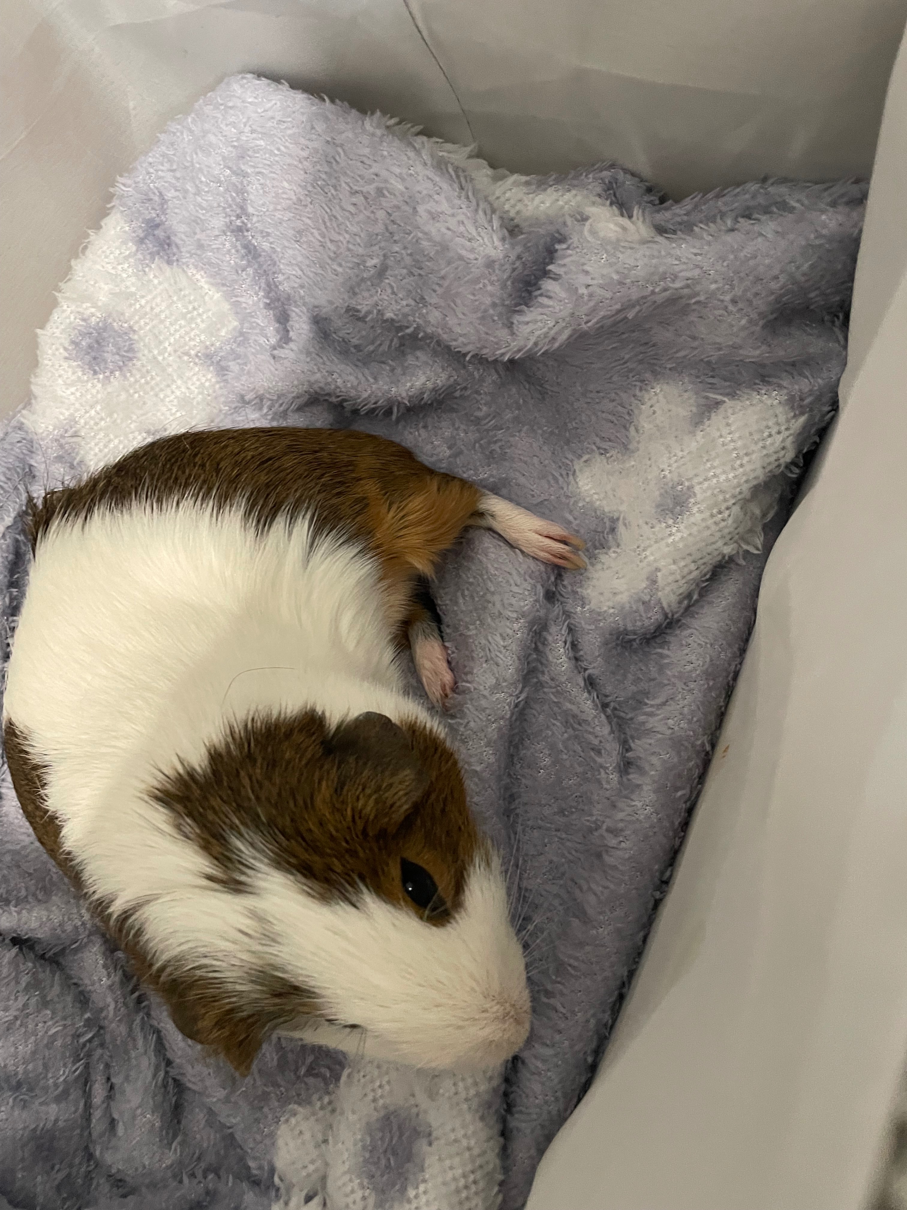 Help Carlos the Guinea pig get life saving treatment campaign photo, 2 of 7