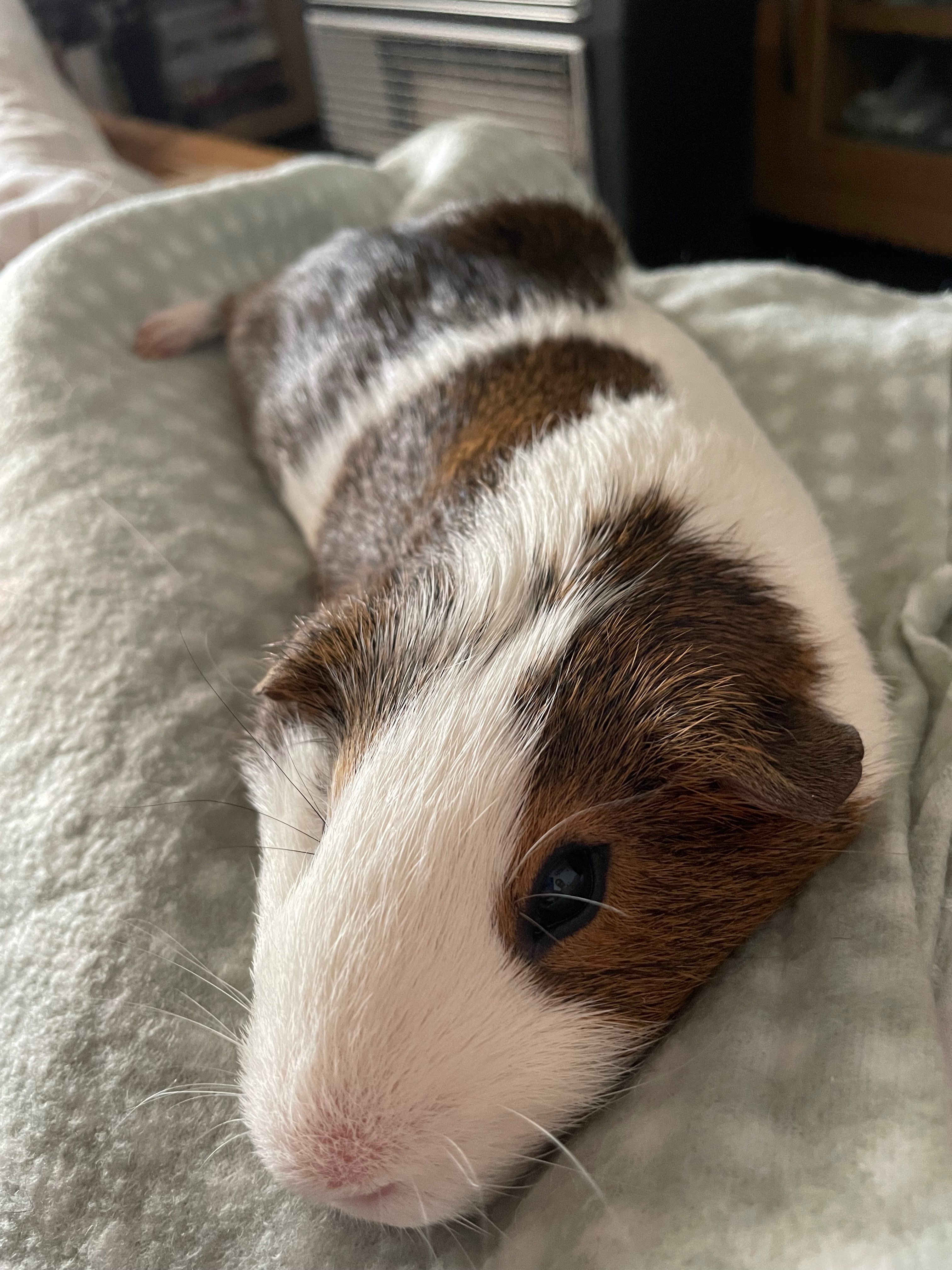Help Carlos the Guinea pig get life saving treatment campaign photo, 6 of 7