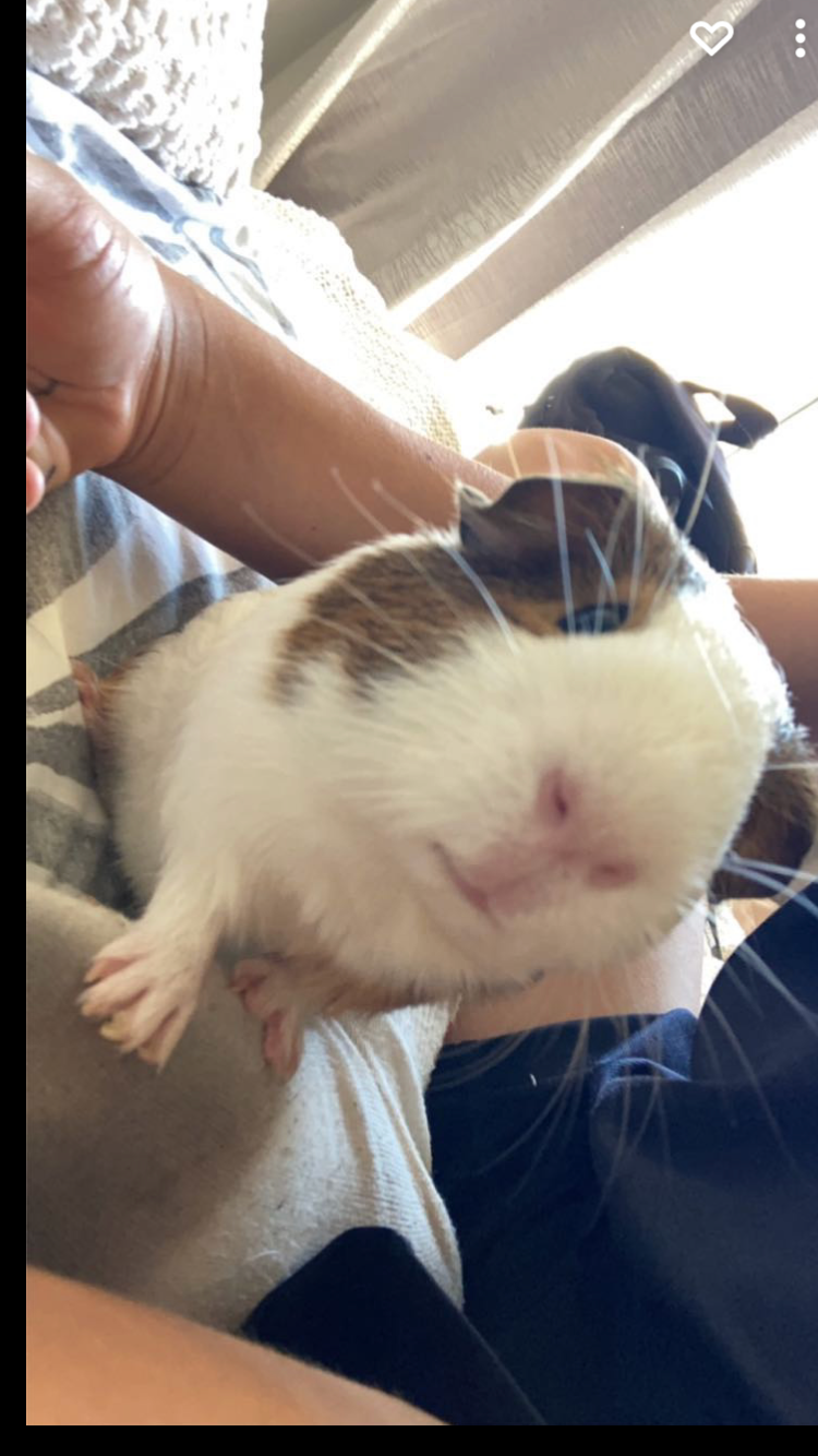 Help Carlos the Guinea pig get life saving treatment campaign photo, 5 of 7