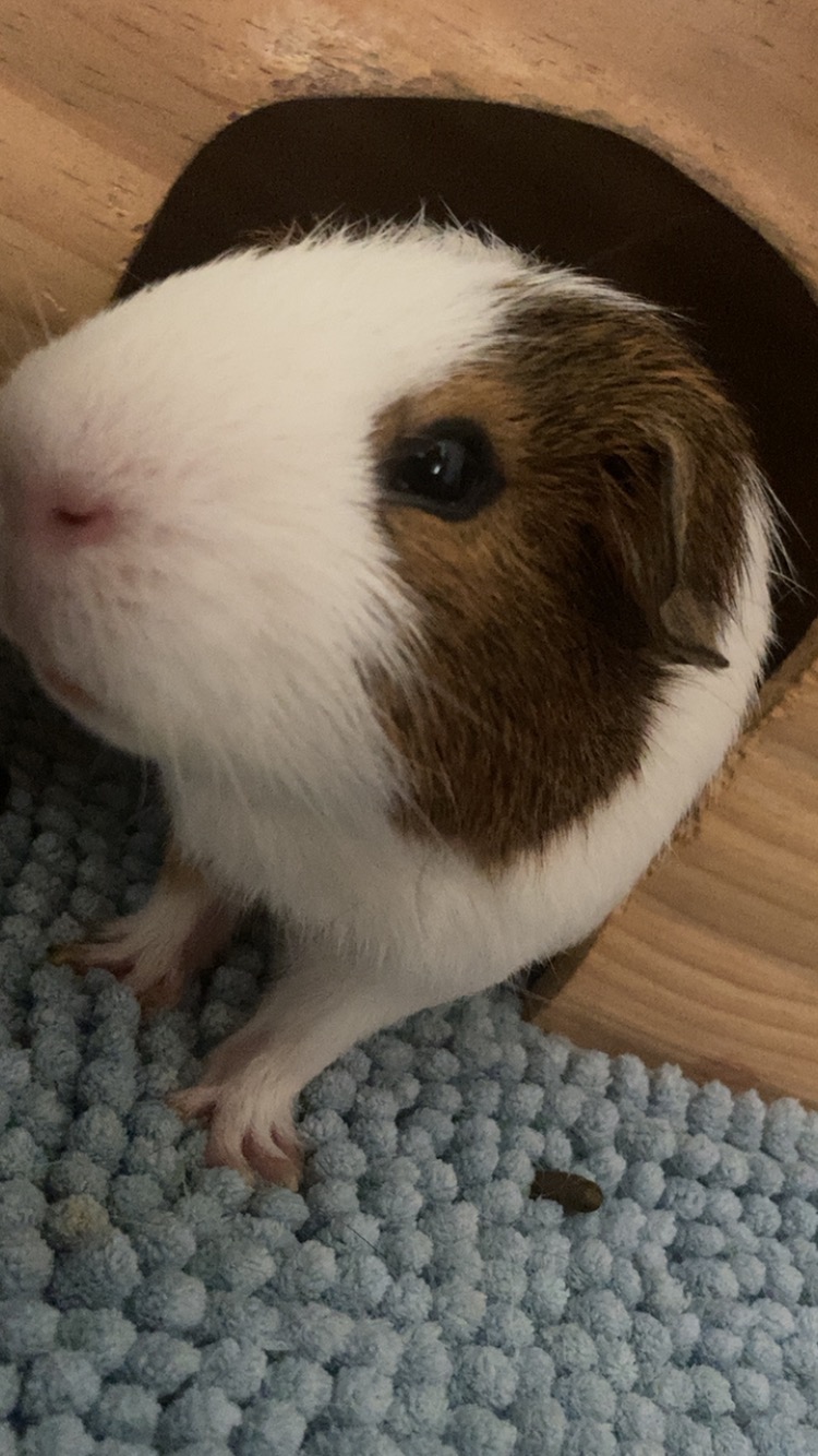 Help Carlos the Guinea pig get life saving treatment campaign photo, 4 of 7