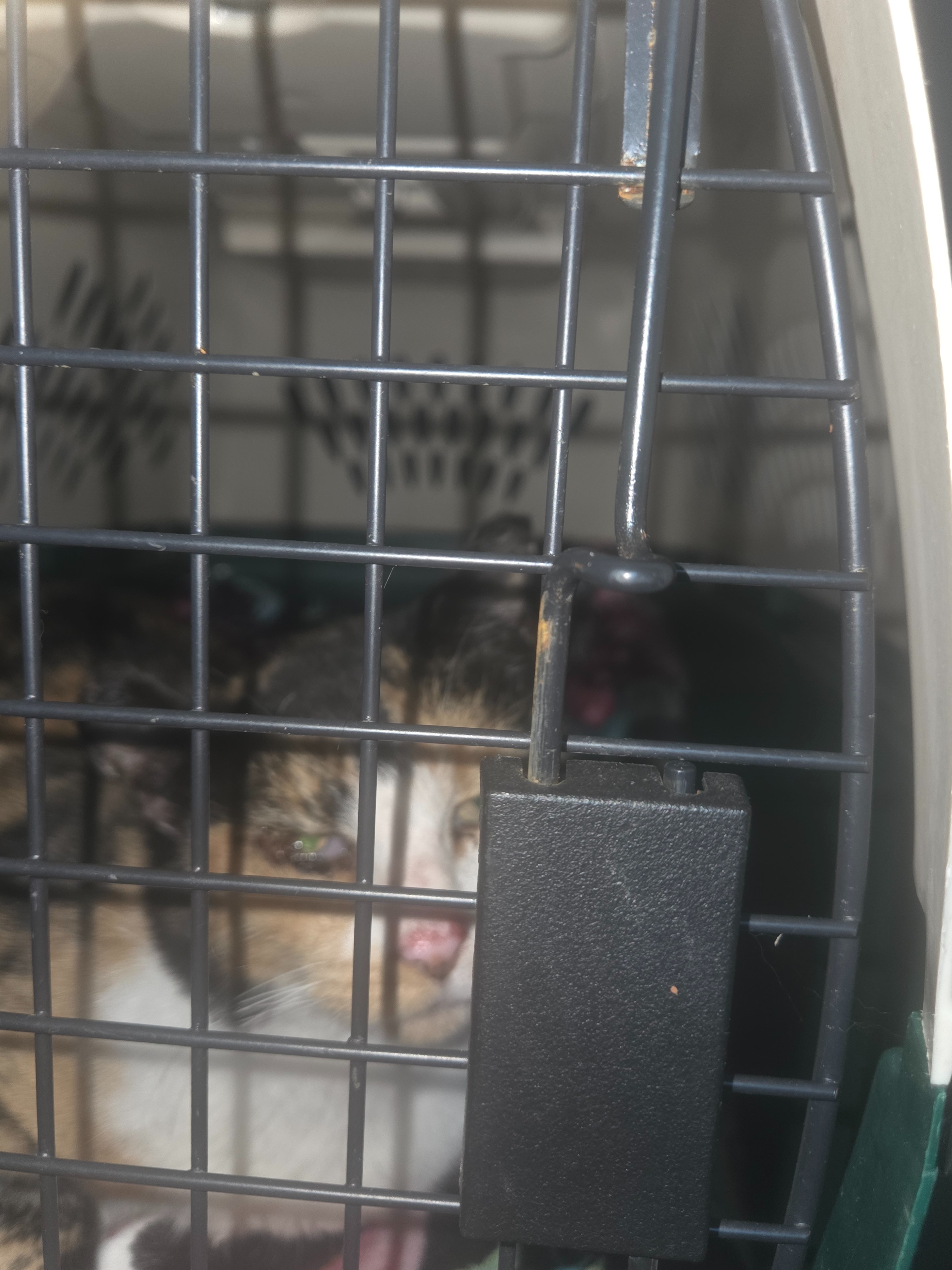 Willow needs entropion & dental surgery. Please help campaign photo, 5 of 8