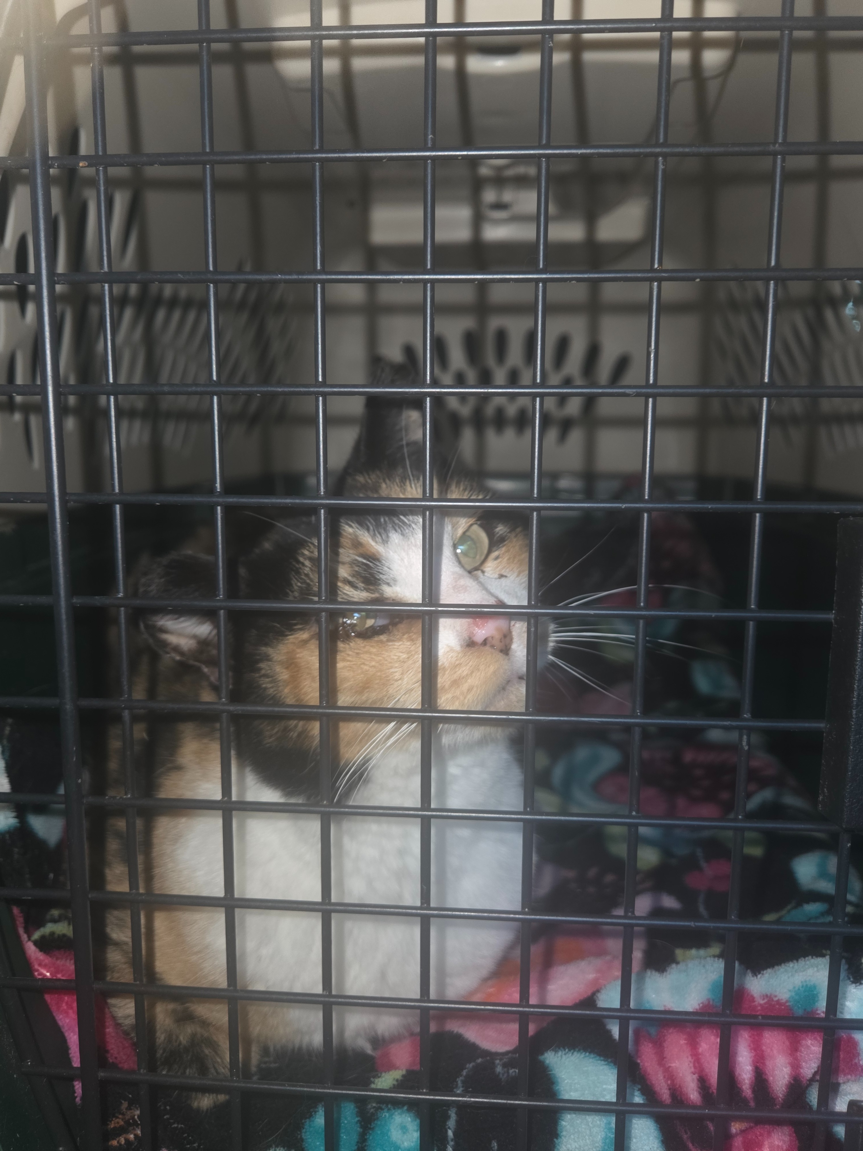 Willow needs entropion & dental surgery. Please help campaign photo, 2 of 8
