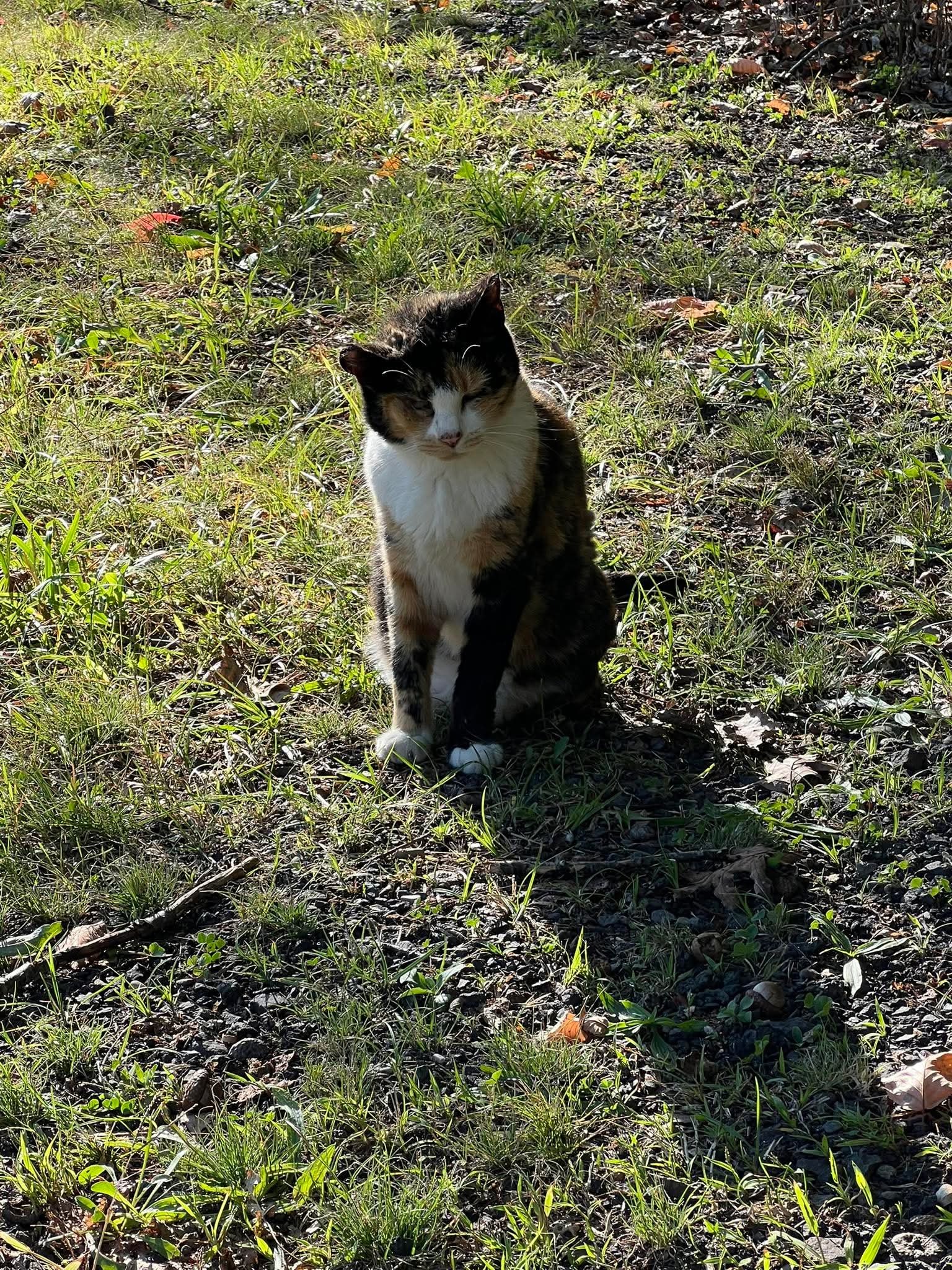 Willow needs entropion & dental surgery. Please help campaign photo, 4 of 8