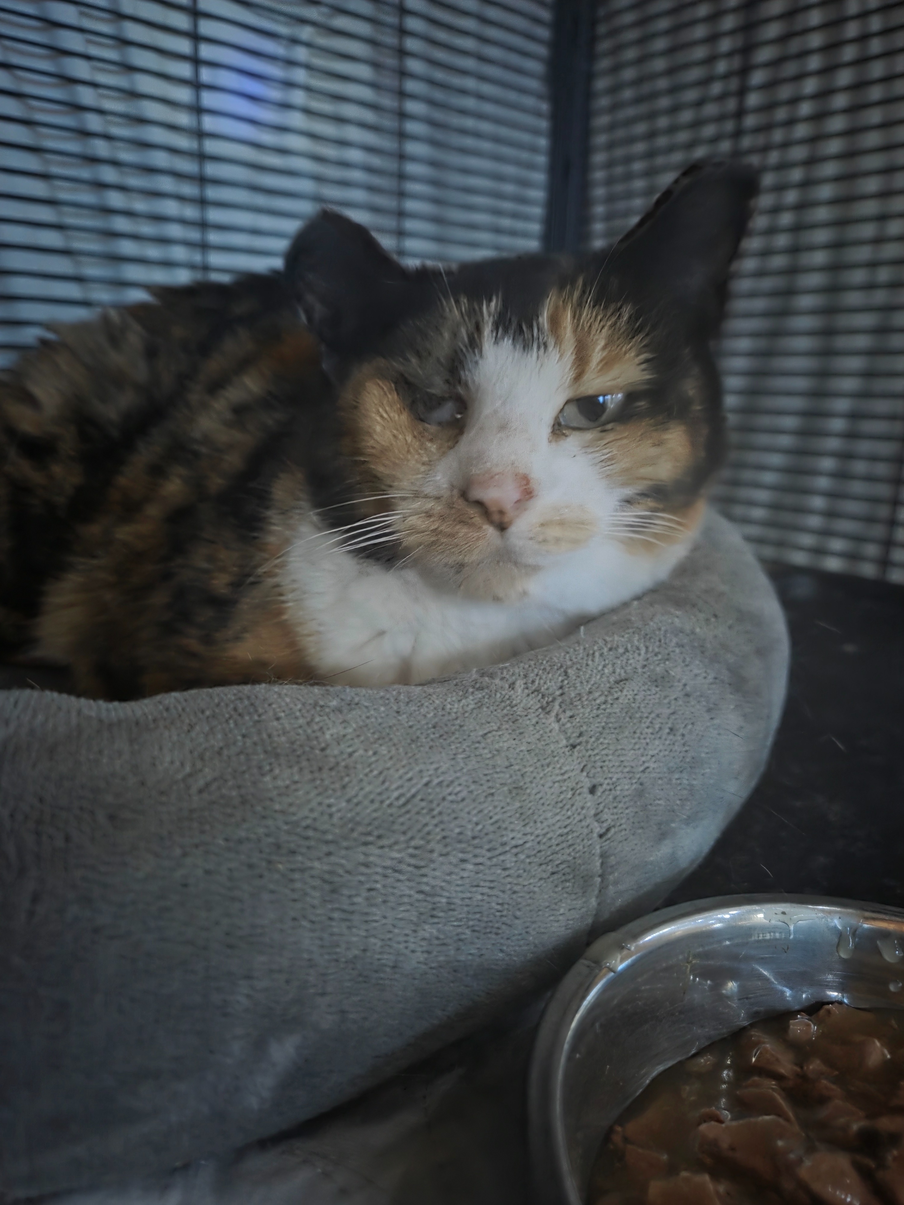 Willow needs entropion & dental surgery. Please help campaign photo, 7 of 8