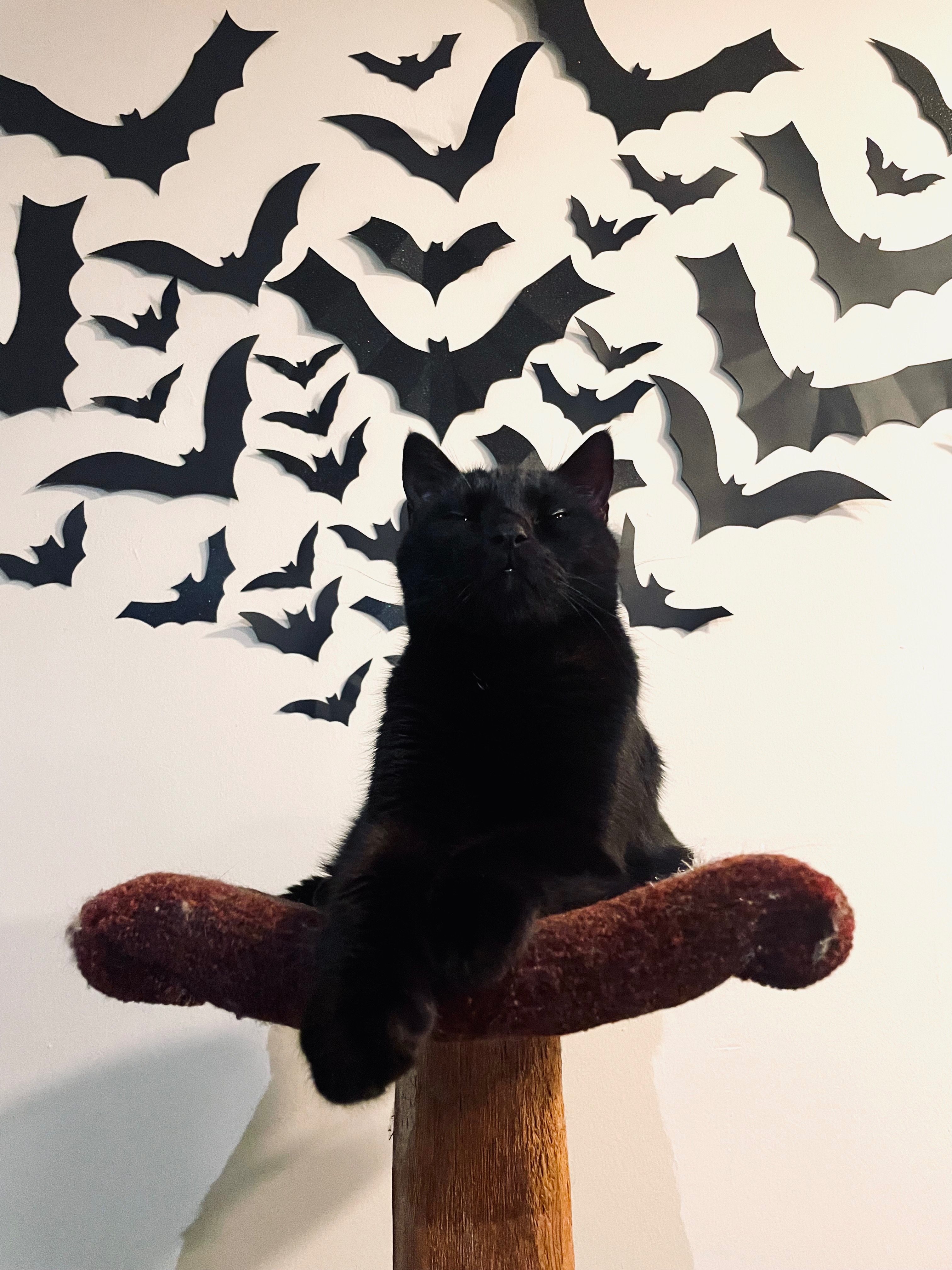Help Sabbath’s Surgery Fund campaign photo, 6 of 7