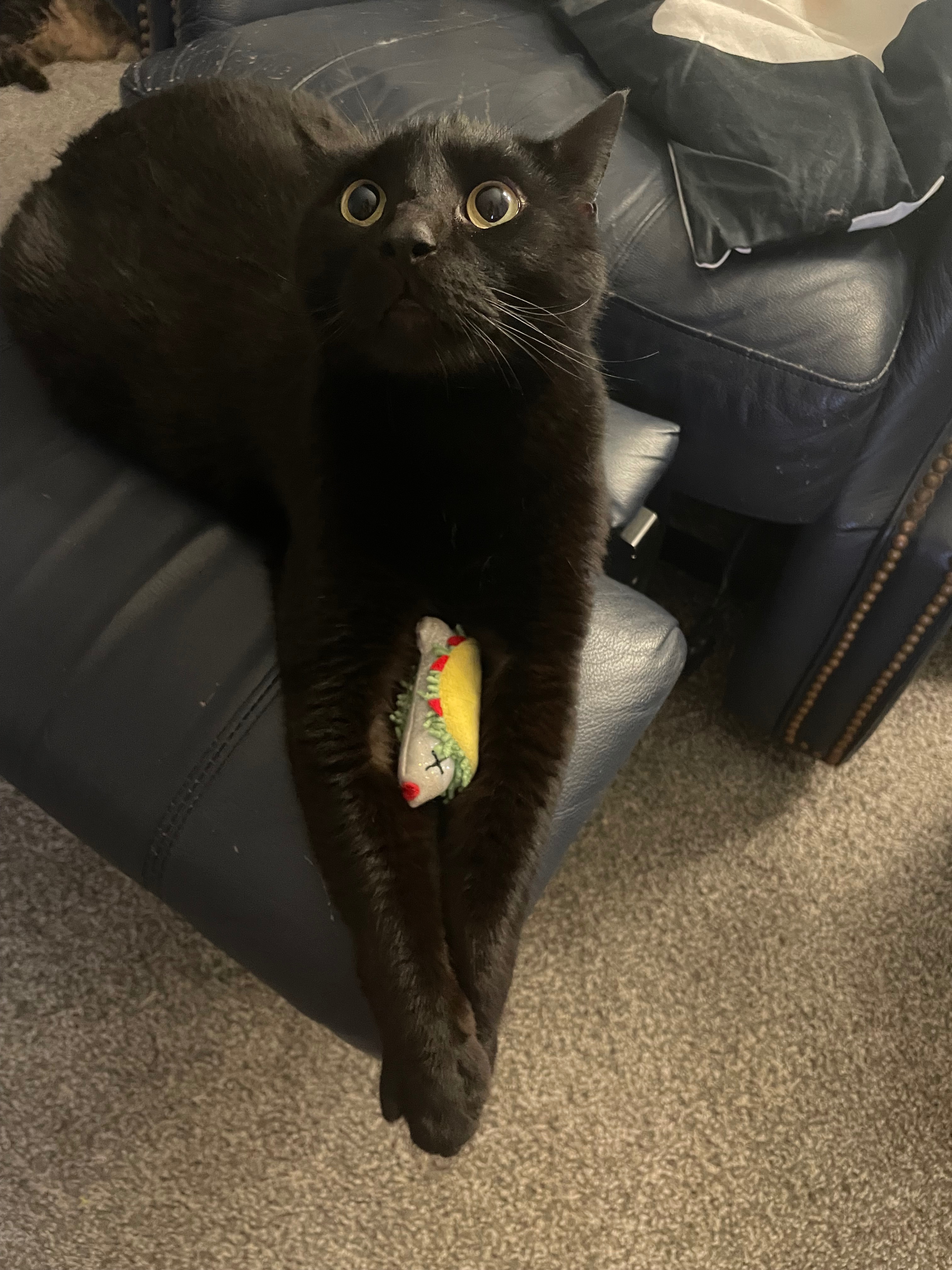 Help Sabbath’s Surgery Fund campaign photo, 2 of 7