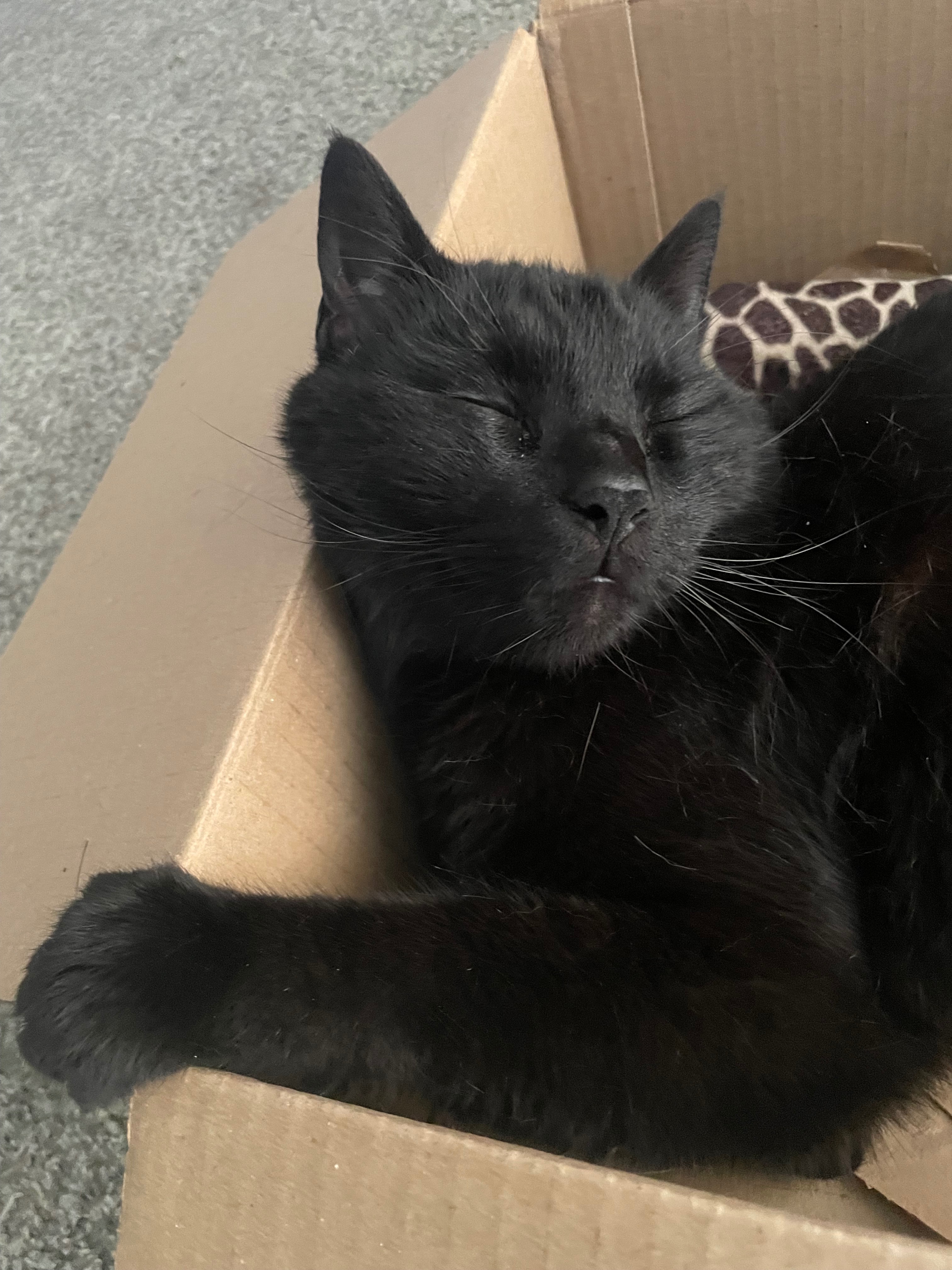 Help Sabbath’s Surgery Fund campaign photo, 4 of 7