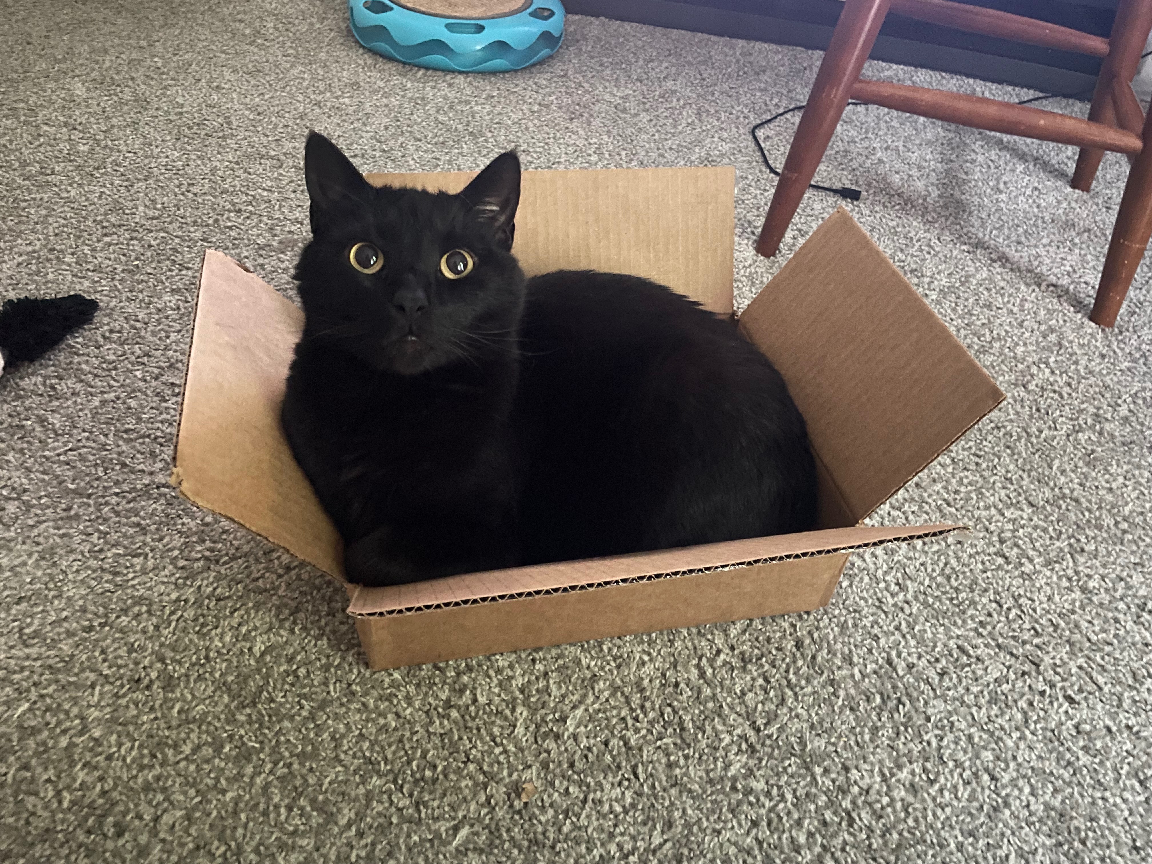 Help Sabbath’s Surgery Fund campaign photo, 5 of 7