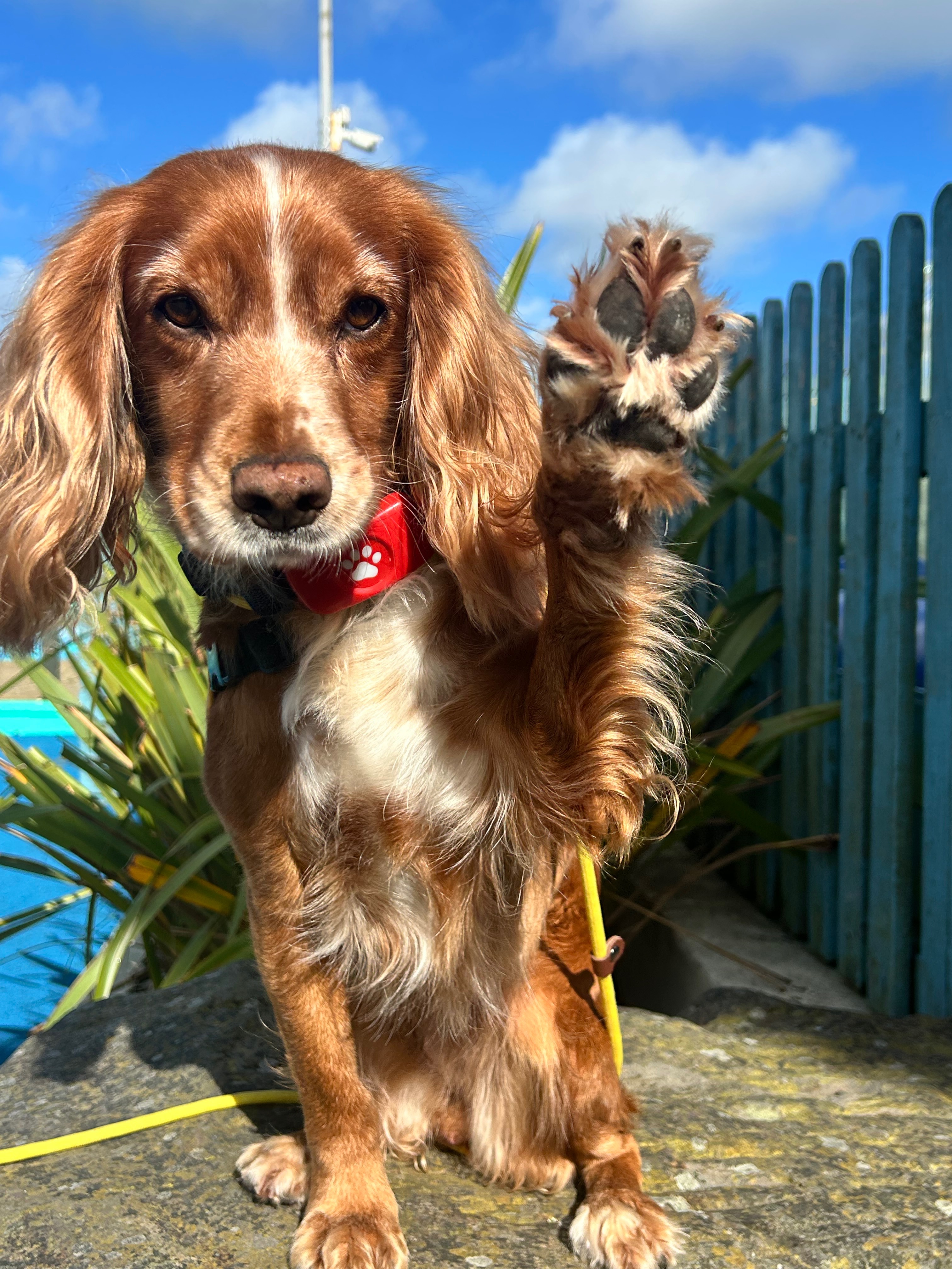 Summit to Bark About campaign photo, 2 of 7