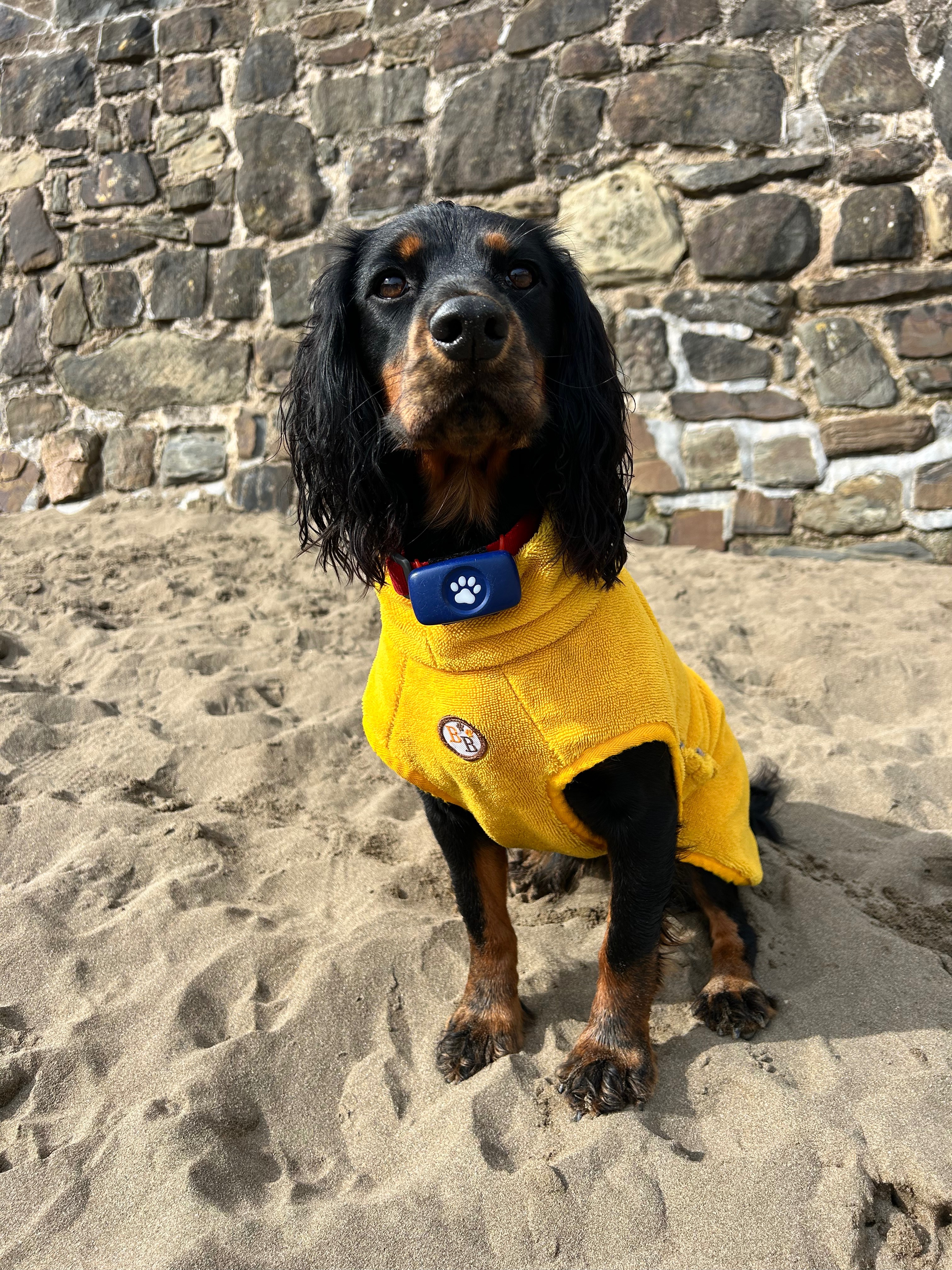 Summit to Bark About campaign photo, 4 of 7