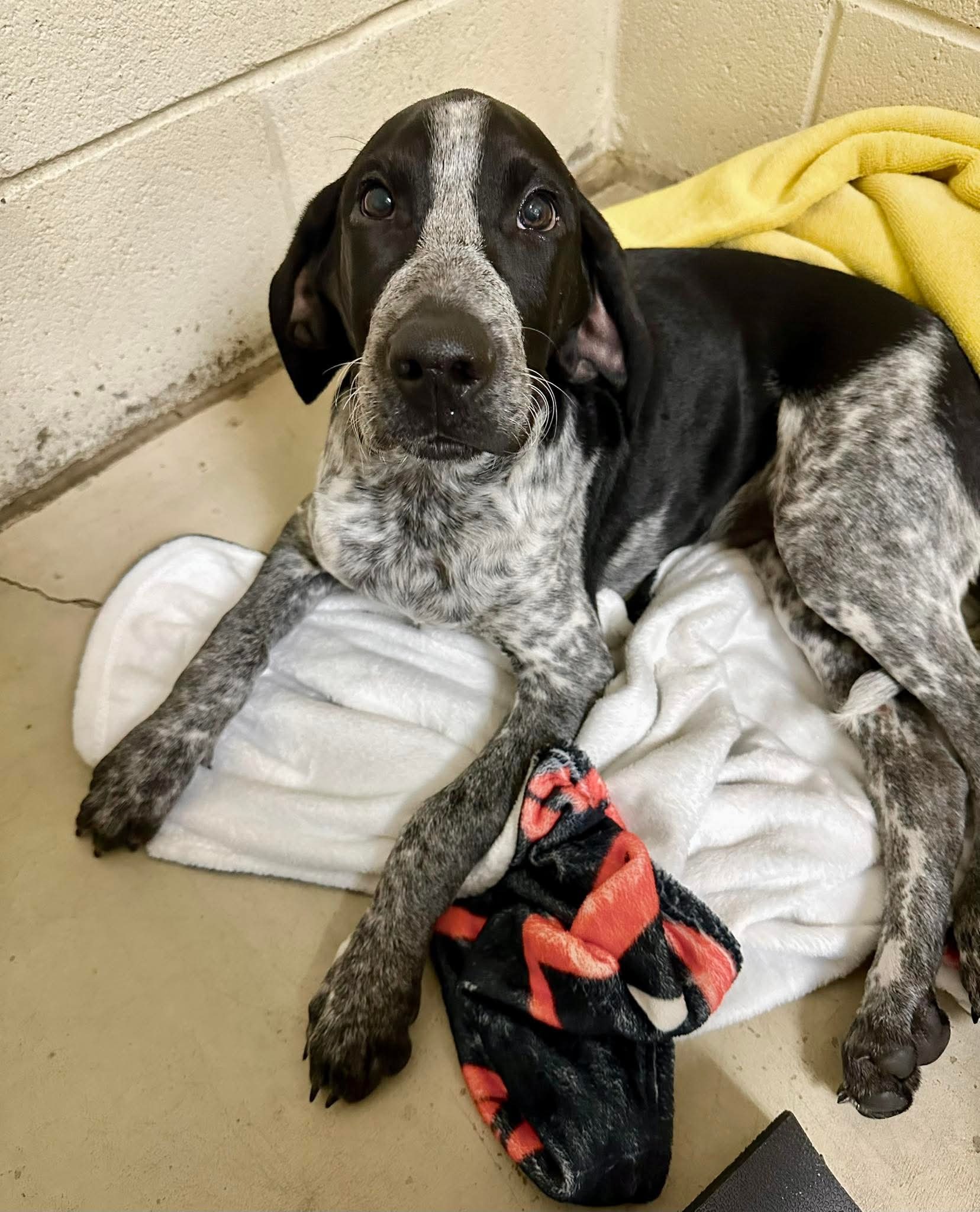 Help Save Little Charlie!!! campaign photo, 2 of 4