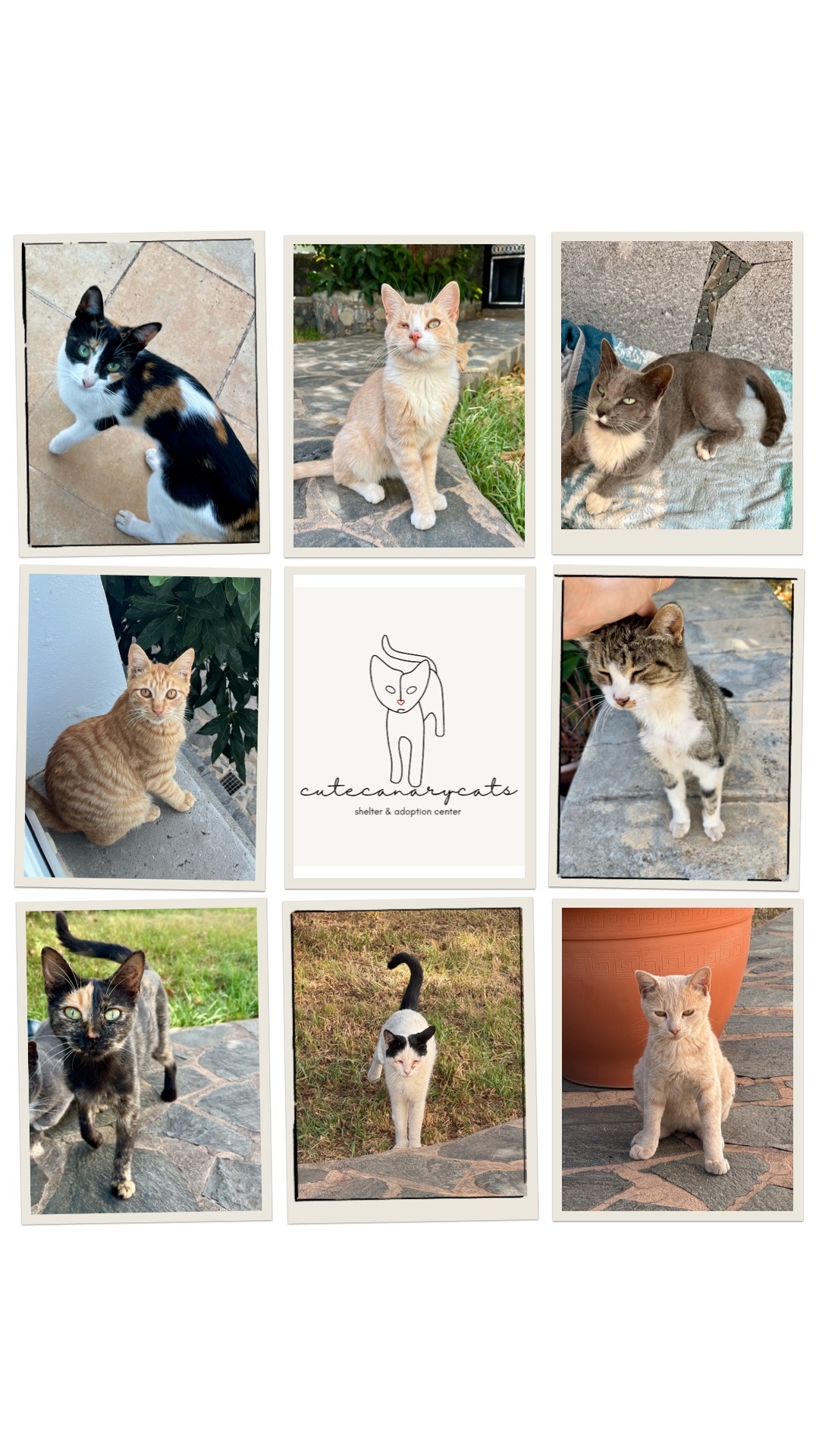 Funding needed for our cat shelter: medical care & supplies. campaign photo, 7 of 8