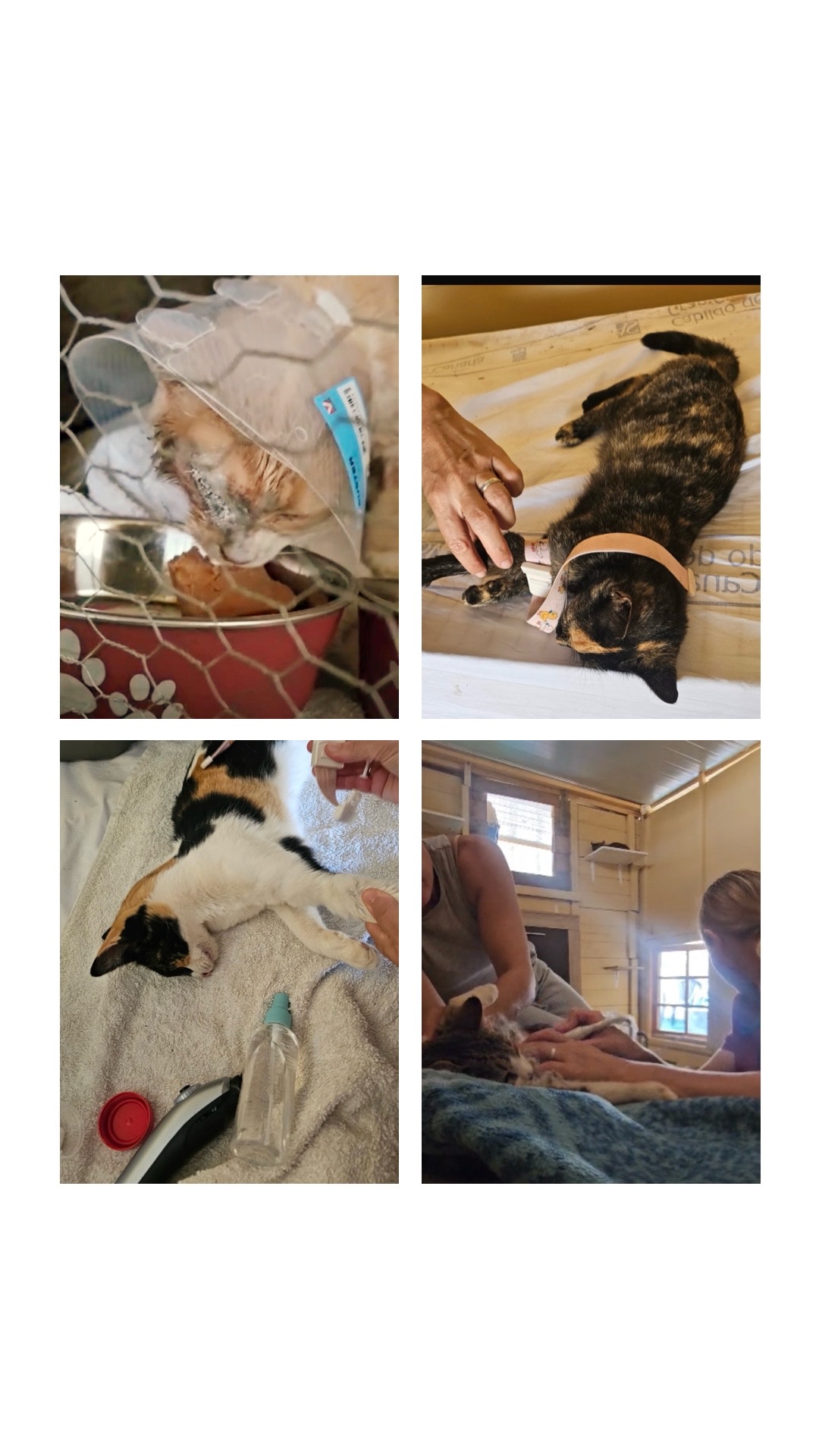 Funding needed for our cat shelter: medical care & supplies. campaign photo, 2 of 8