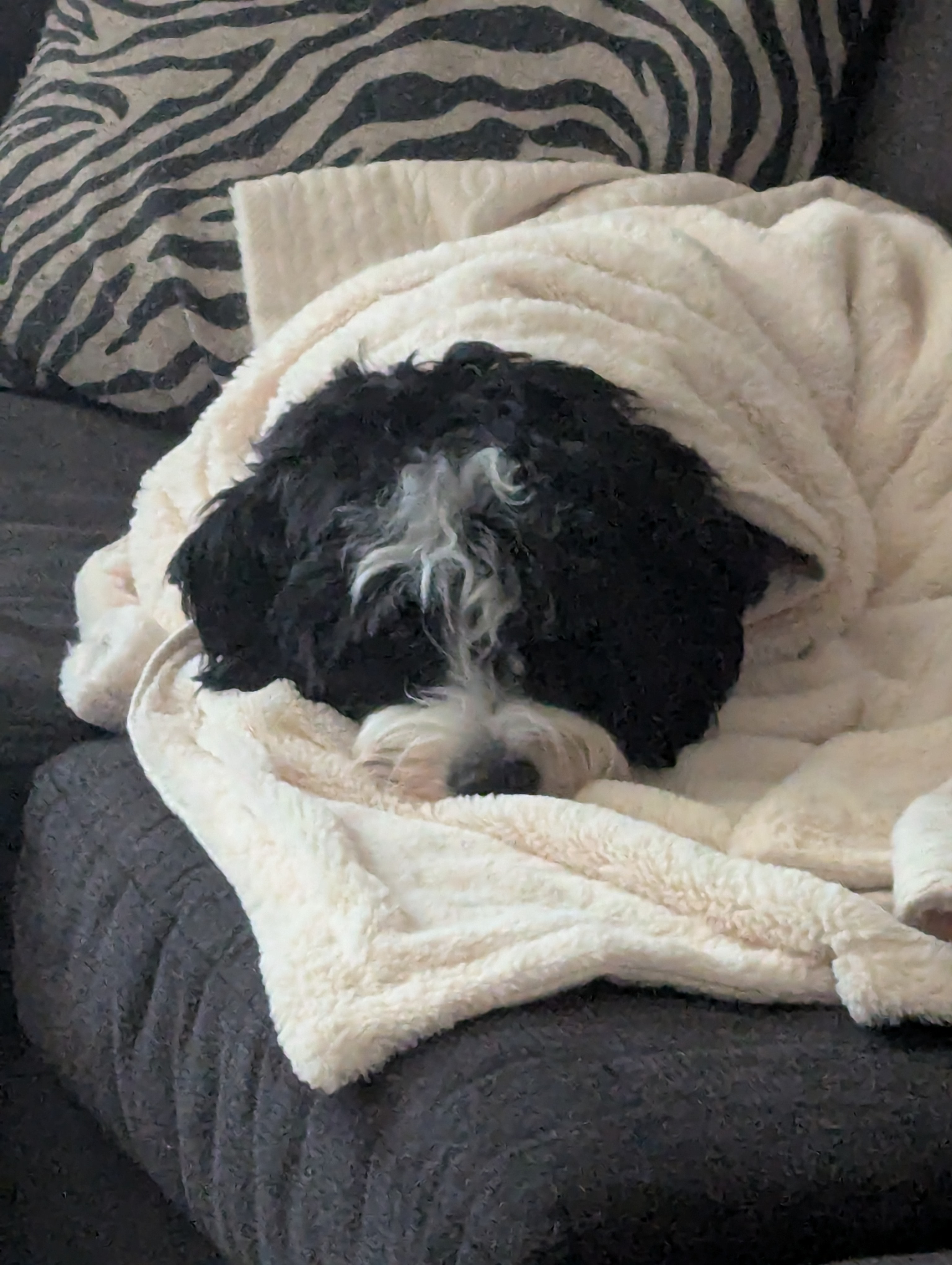 Please Help Save Dudley's Life campaign photo, 7 of 7