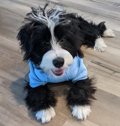 Please Help Save Dudley's Life campaign photo, 2 of 7