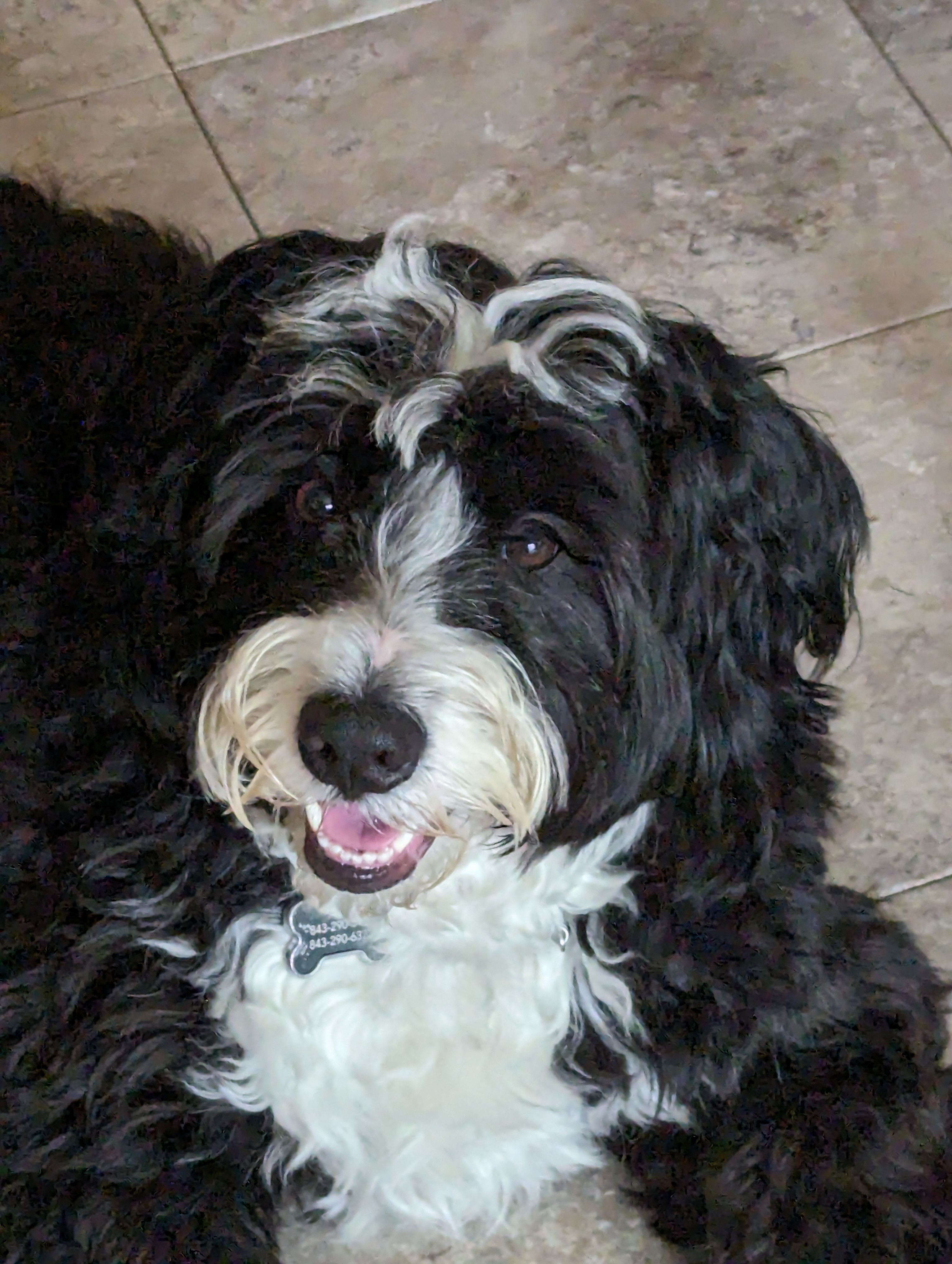 Please Help Save Dudley's Life campaign photo, 4 of 7
