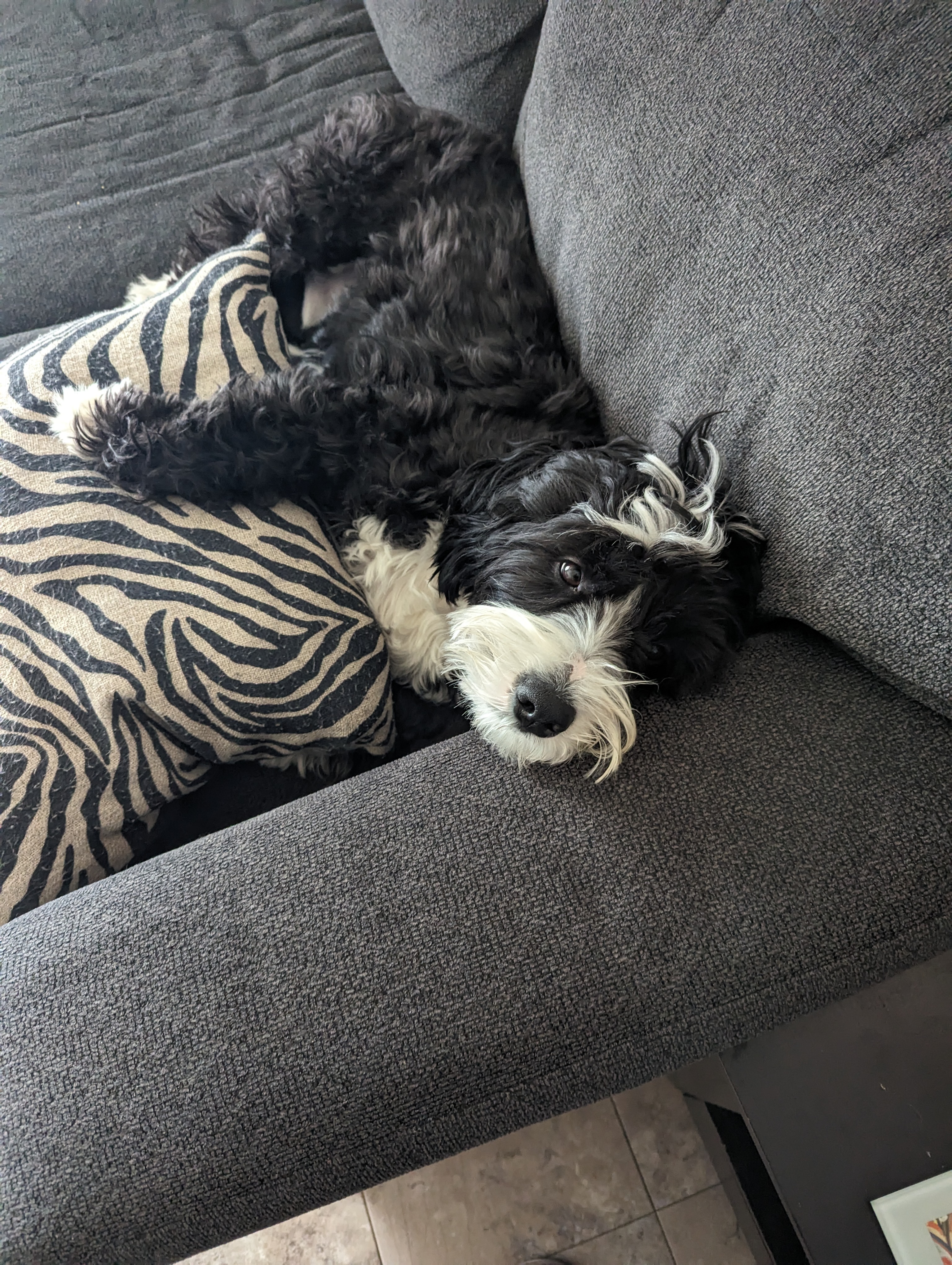 Please Help Save Dudley's Life campaign photo, 5 of 7