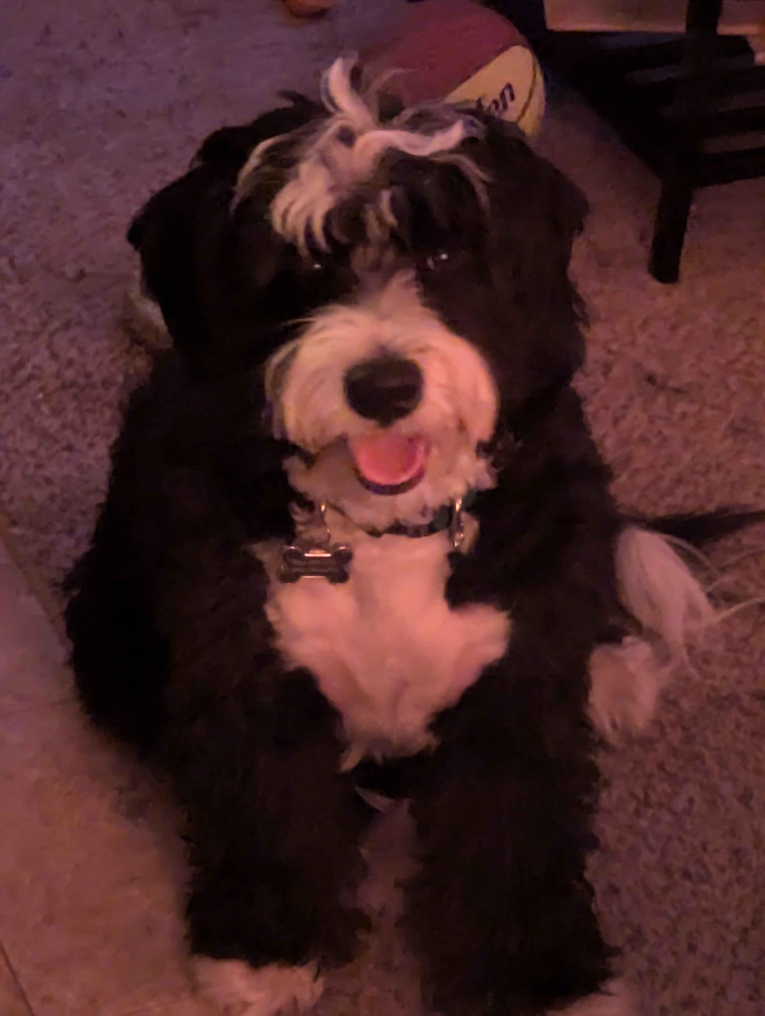 Please Help Save Dudley's Life campaign photo, 6 of 7