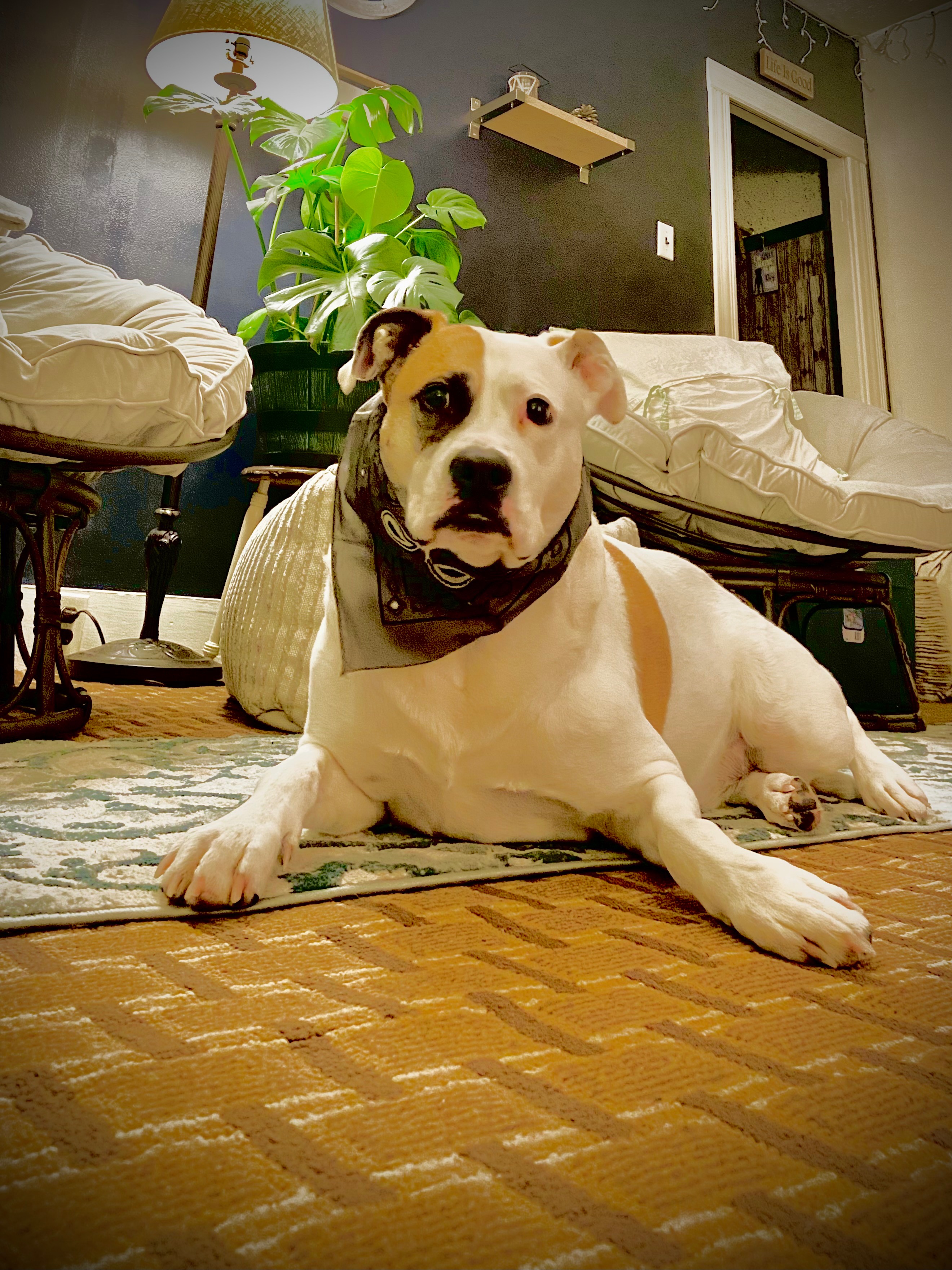 Help Support Oliver's Fight Against Cancer campaign photo, 2 of 8