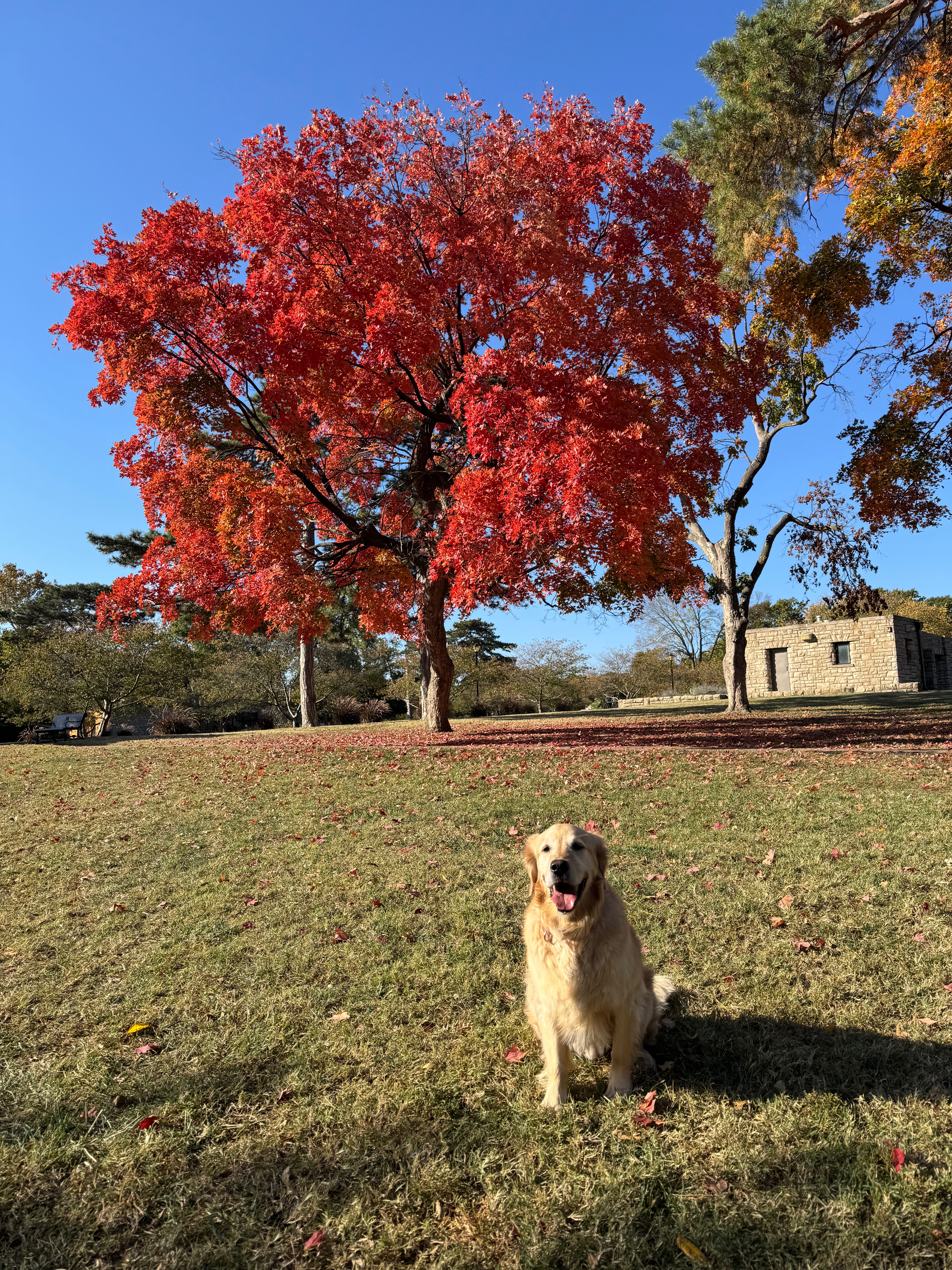Help Shadow Run Again: Support ACL Surgery campaign photo, 2 of 8