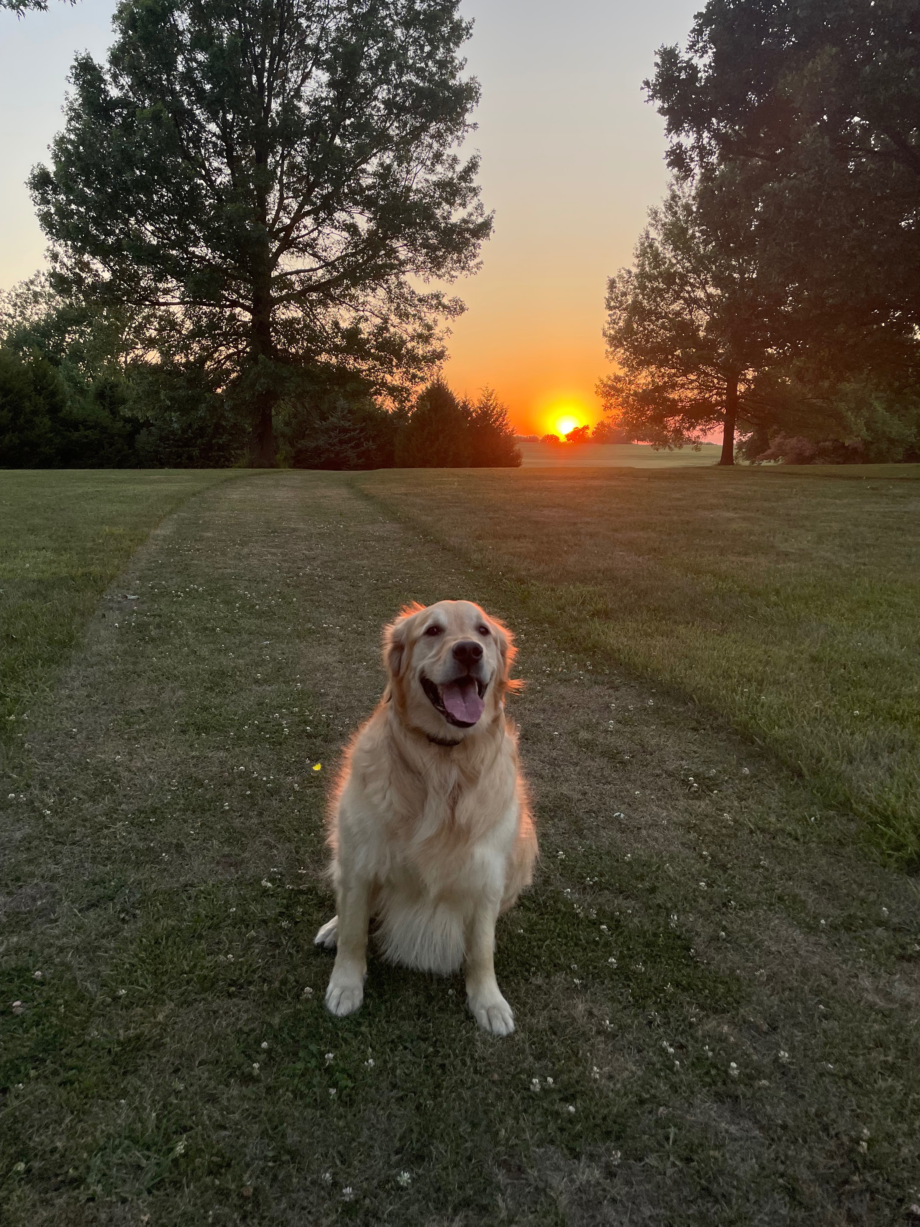 Help Shadow Run Again: Support ACL Surgery campaign photo, 5 of 8