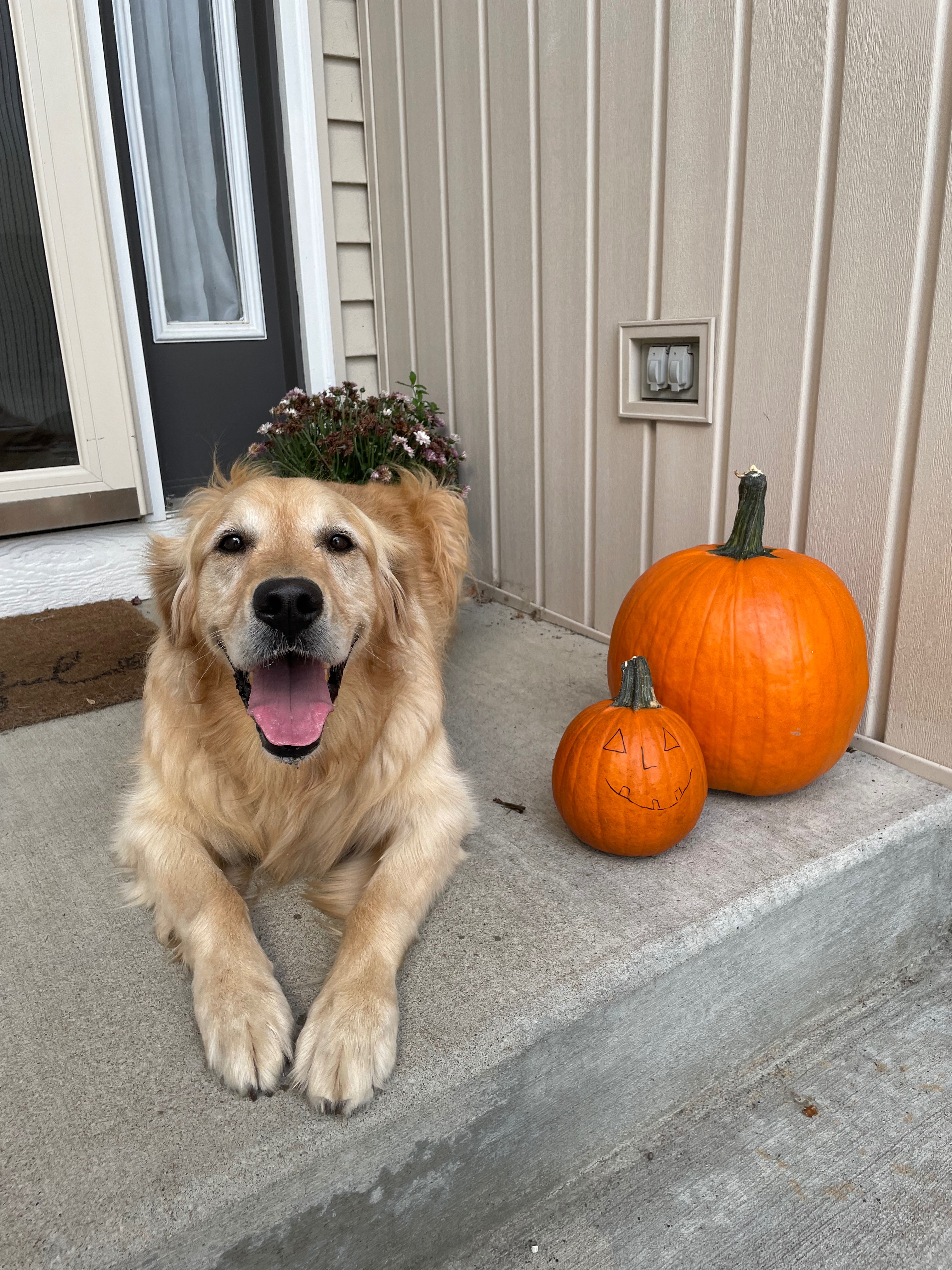 Help Shadow Run Again: Support ACL Surgery campaign photo, 6 of 8