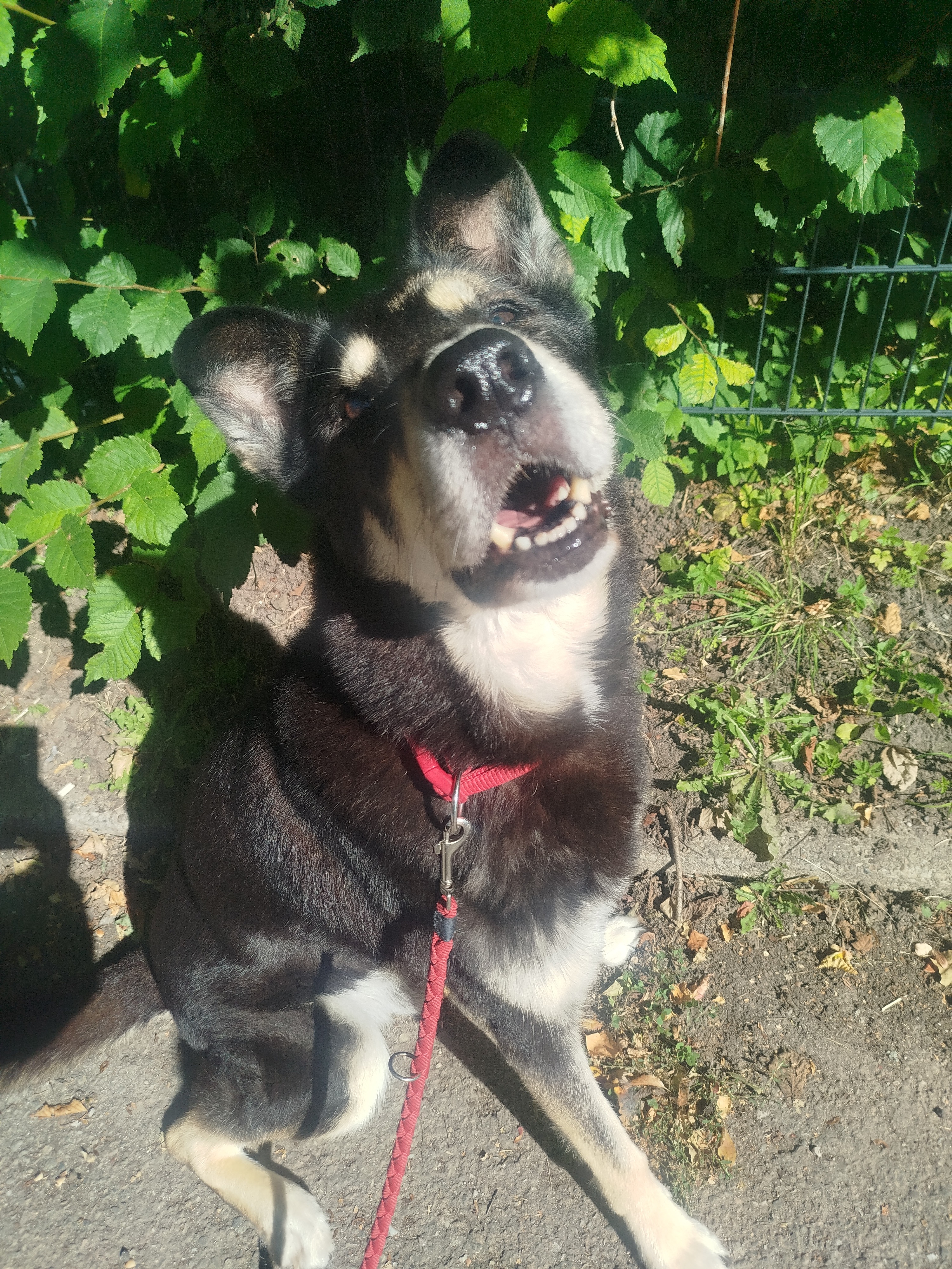 Help me pay medical Bills for Rex campaign photo, 2 of 7