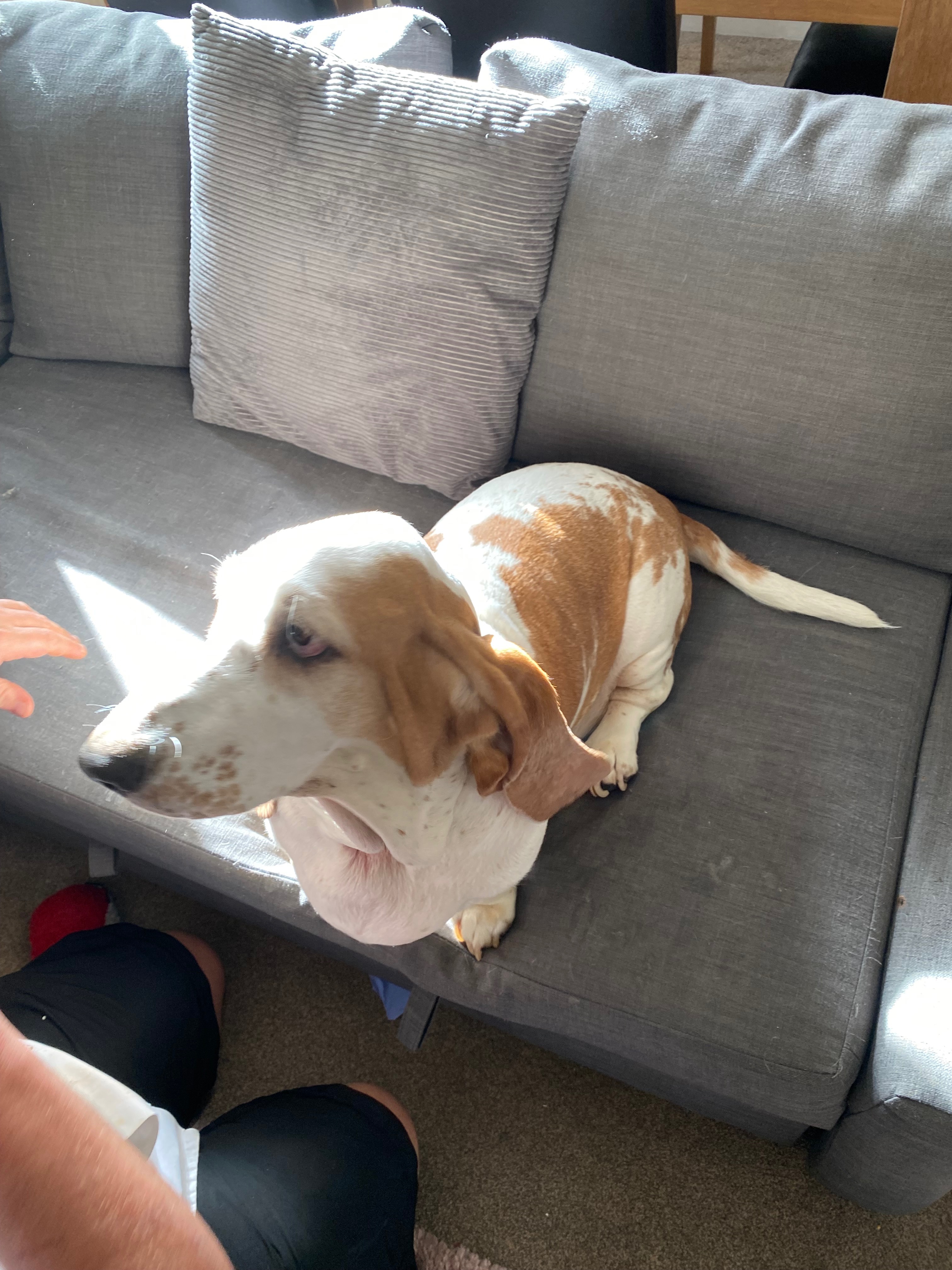 Urgent vet help needed for this beautiful girl campaign photo, 4 of 5