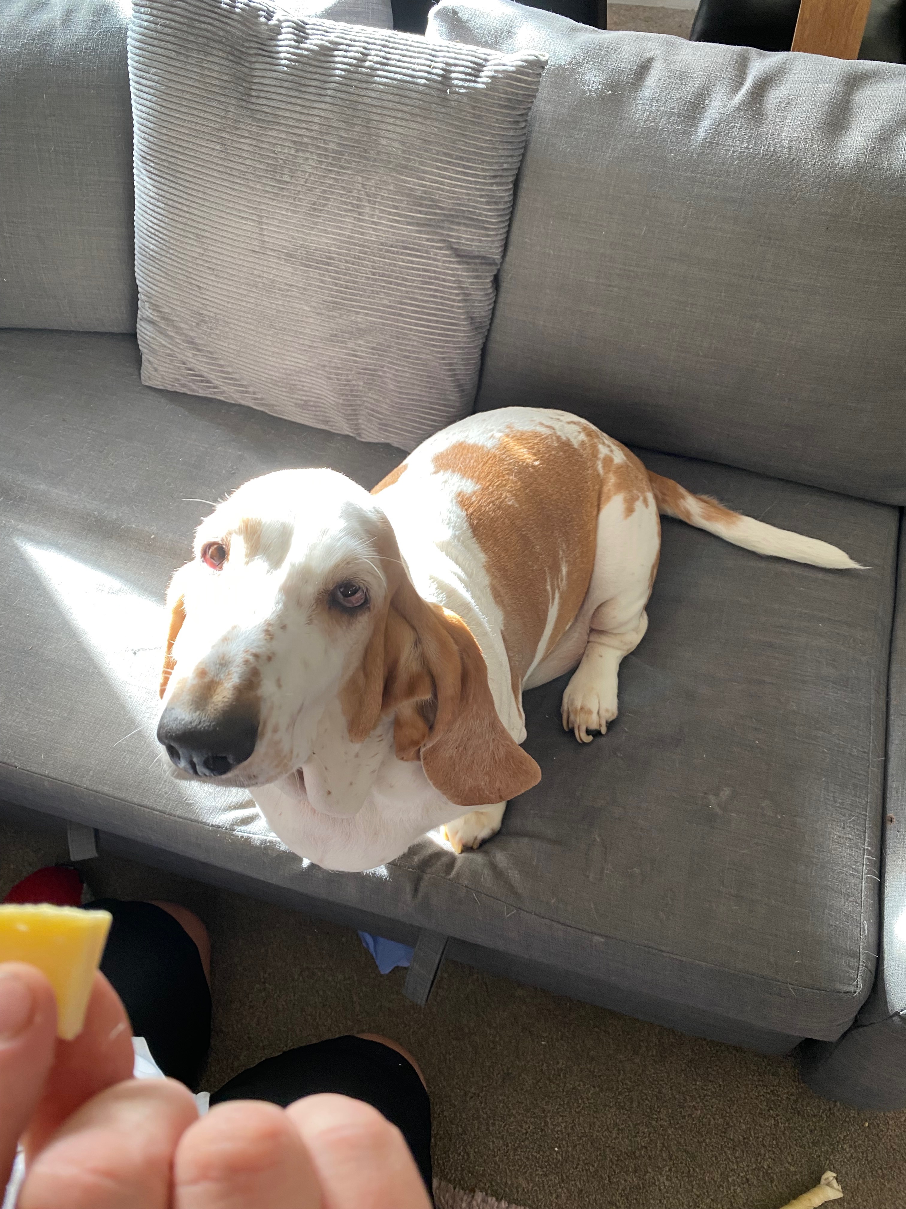 Urgent vet help needed for this beautiful girl campaign photo, 2 of 5