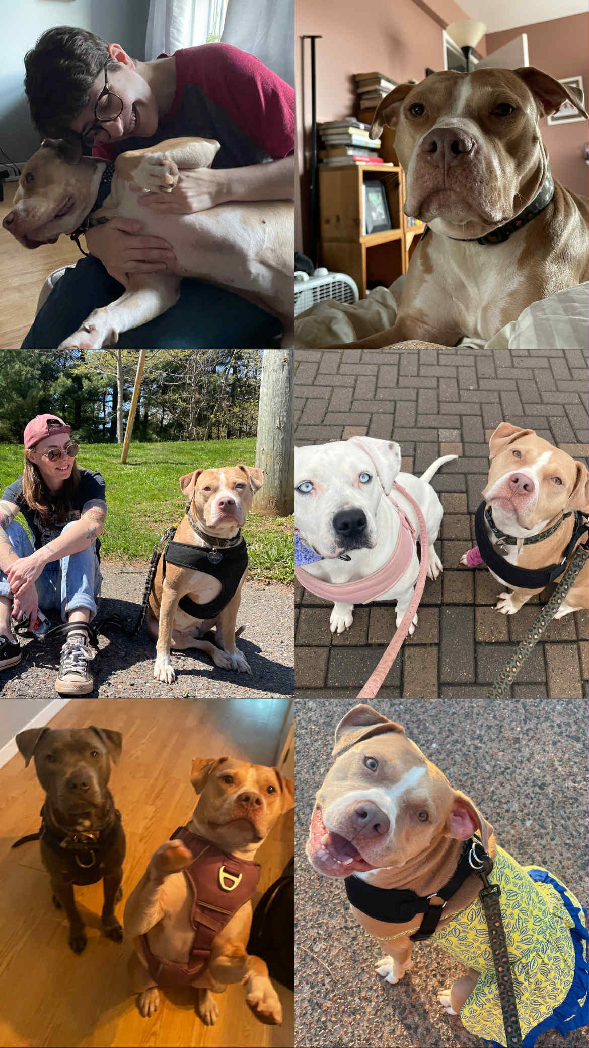 Ellie Mae Ruptured Her Cranial Cruciate campaign photo, 2 of 8