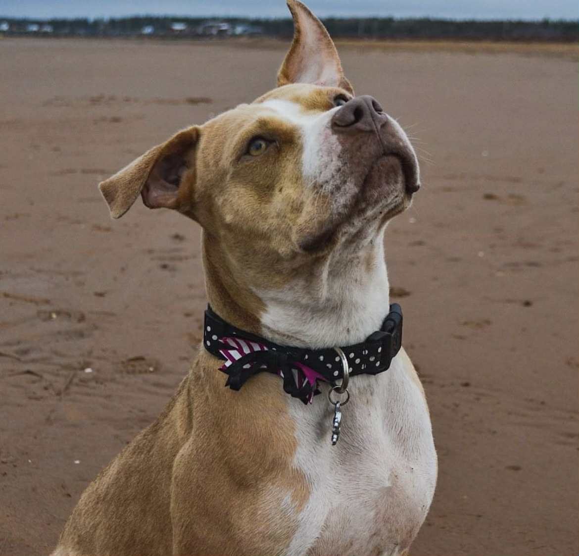 Ellie Mae Ruptured Her Cranial Cruciate campaign photo, 5 of 8