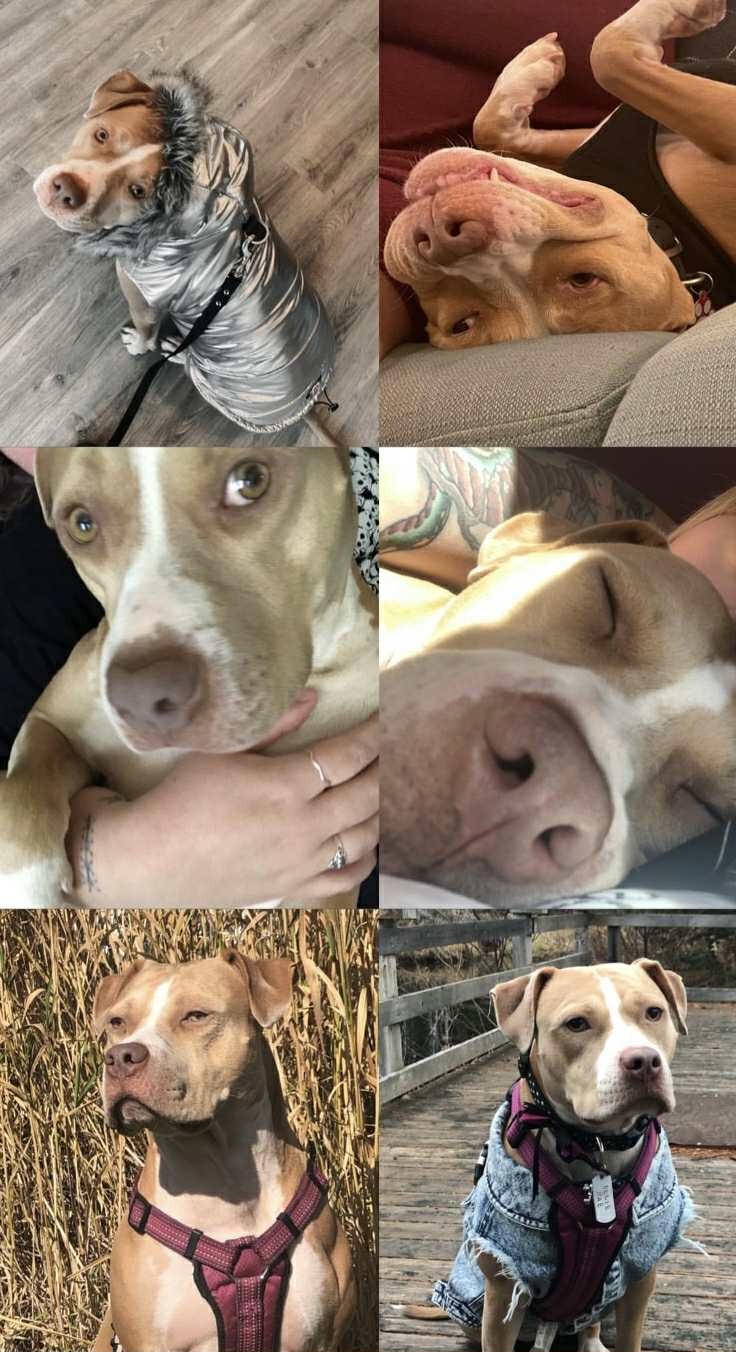Ellie Mae Ruptured Her Cranial Cruciate campaign photo, 6 of 8