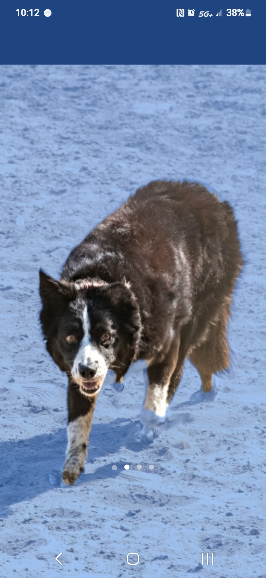 PLEASE DONATE TO HELP GET MY 15yr OLD BORDER COLLIE SURGERY campaign photo, 6 of 7