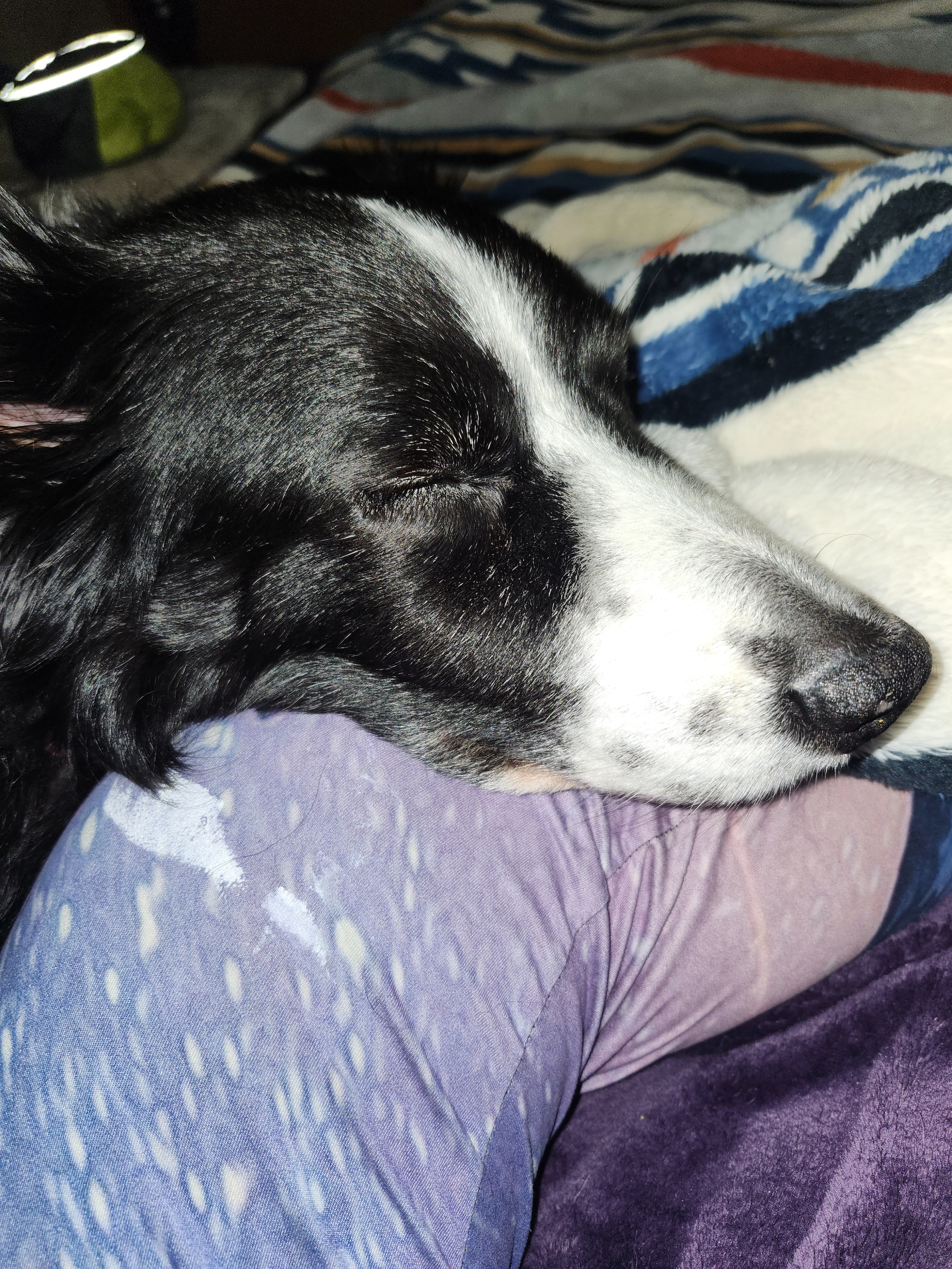 PLEASE DONATE TO HELP GET MY 15yr OLD BORDER COLLIE SURGERY campaign photo, 2 of 7