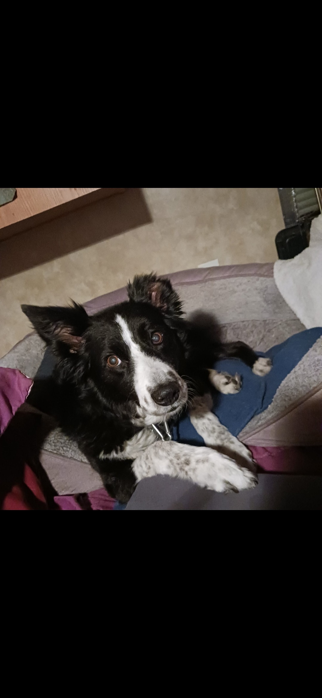 PLEASE DONATE TO HELP GET MY 15yr OLD BORDER COLLIE SURGERY campaign photo, 4 of 7