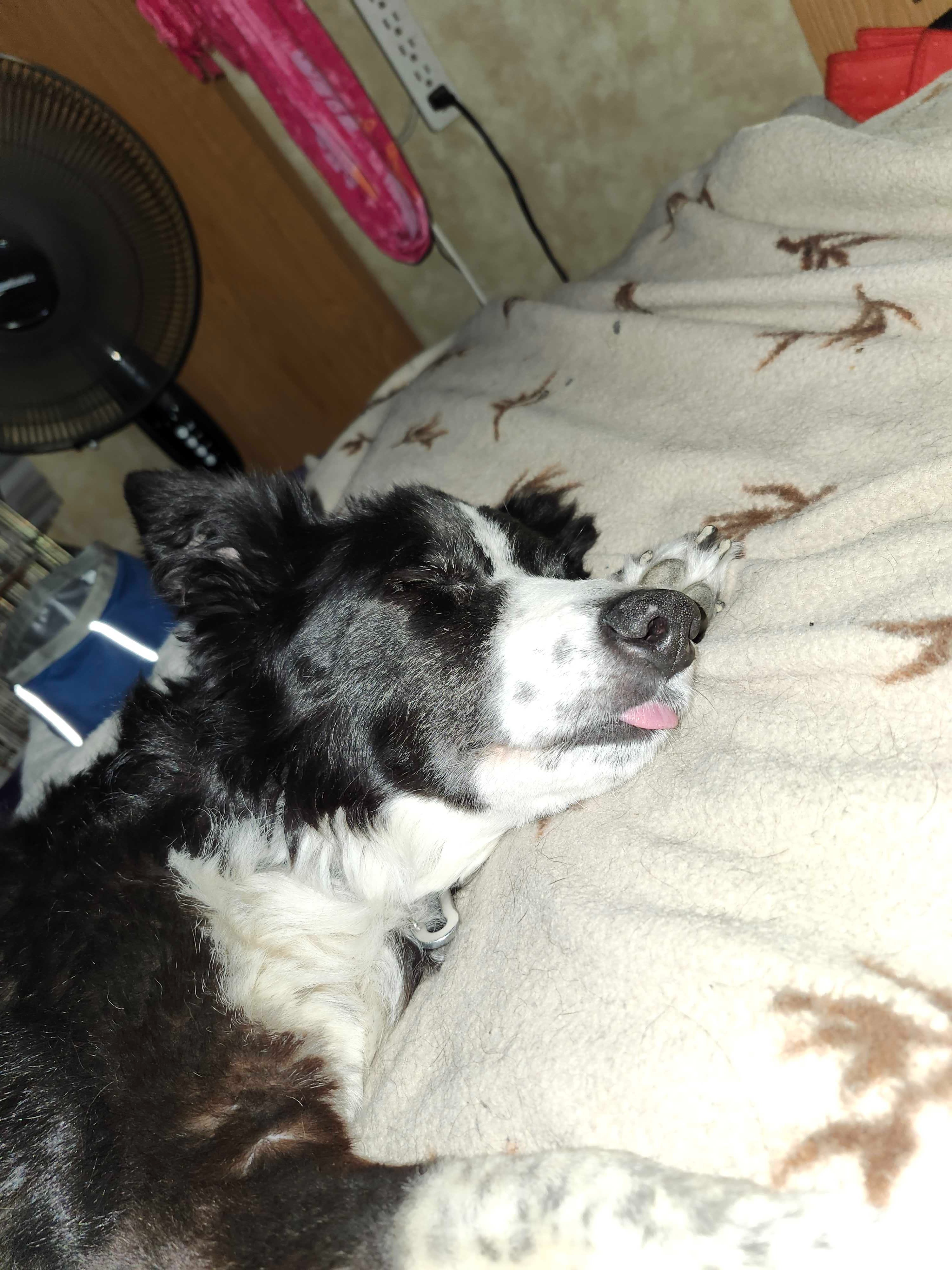 PLEASE DONATE TO HELP GET MY 15yr OLD BORDER COLLIE SURGERY campaign photo, 5 of 7