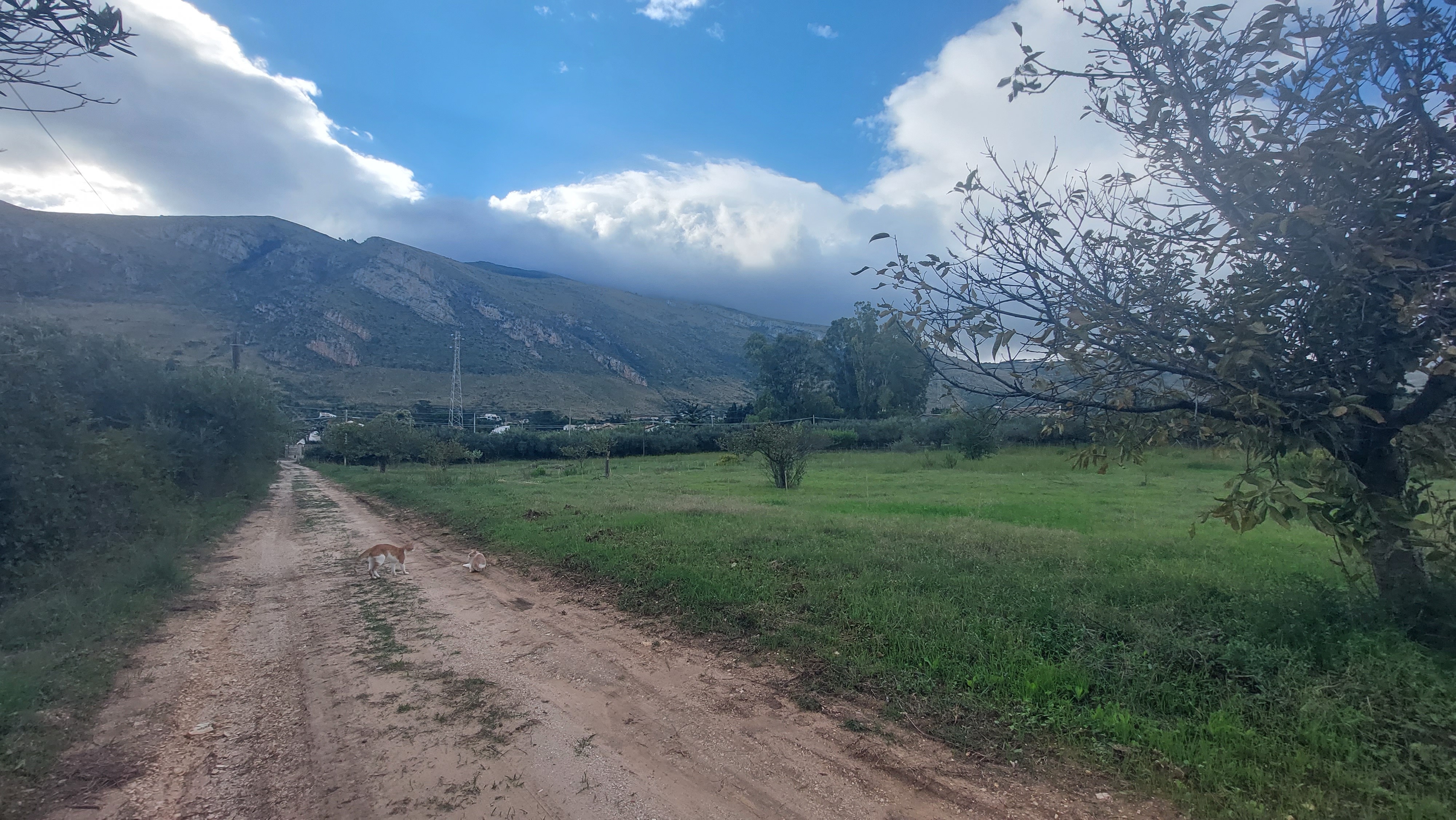 Costruiamo insieme un'agroforesta in Sicilia campaign photo, 2 of 8