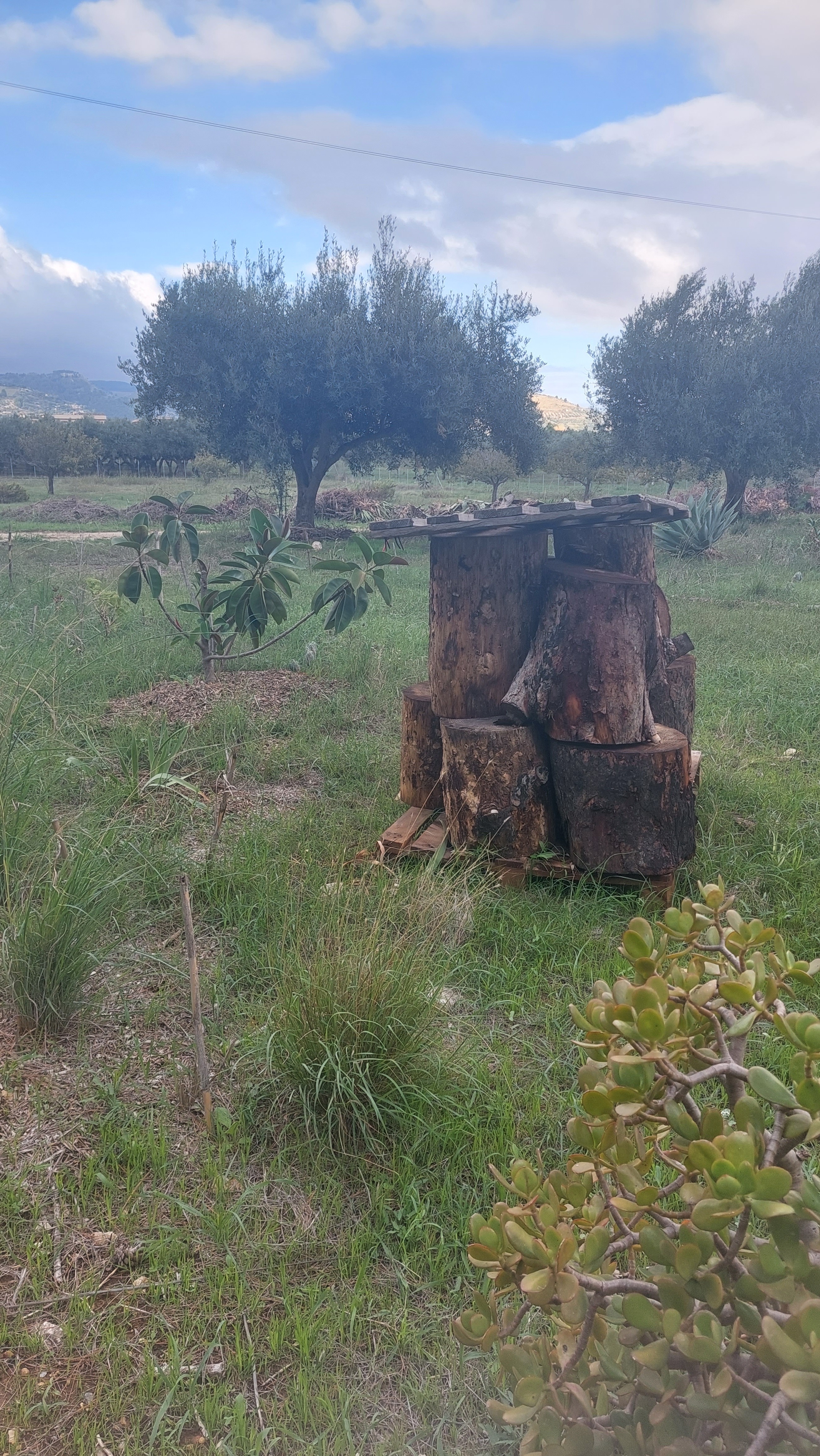 Costruiamo insieme un'agroforesta in Sicilia campaign photo, 5 of 8