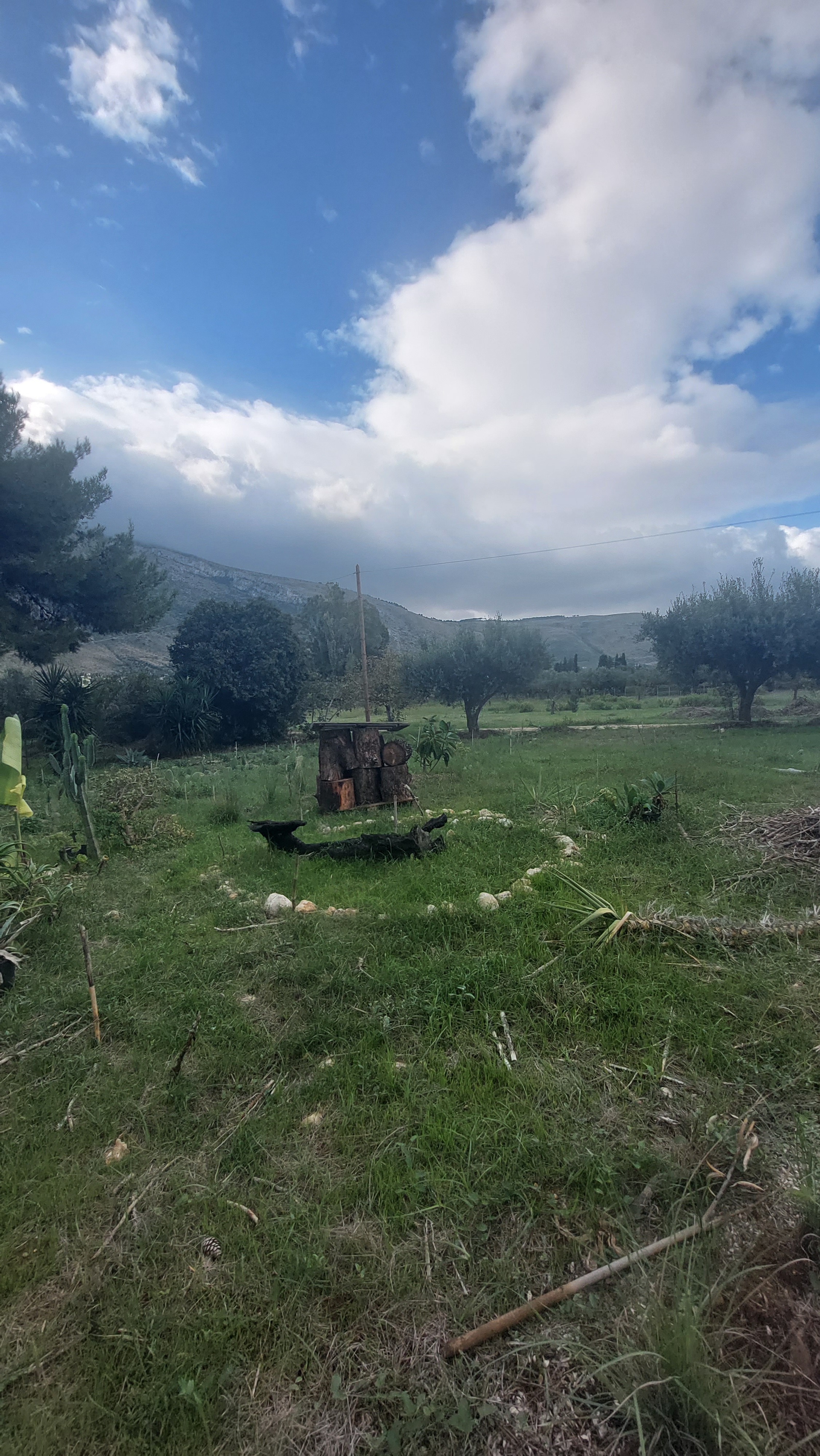 Costruiamo insieme un'agroforesta in Sicilia campaign photo, 6 of 8
