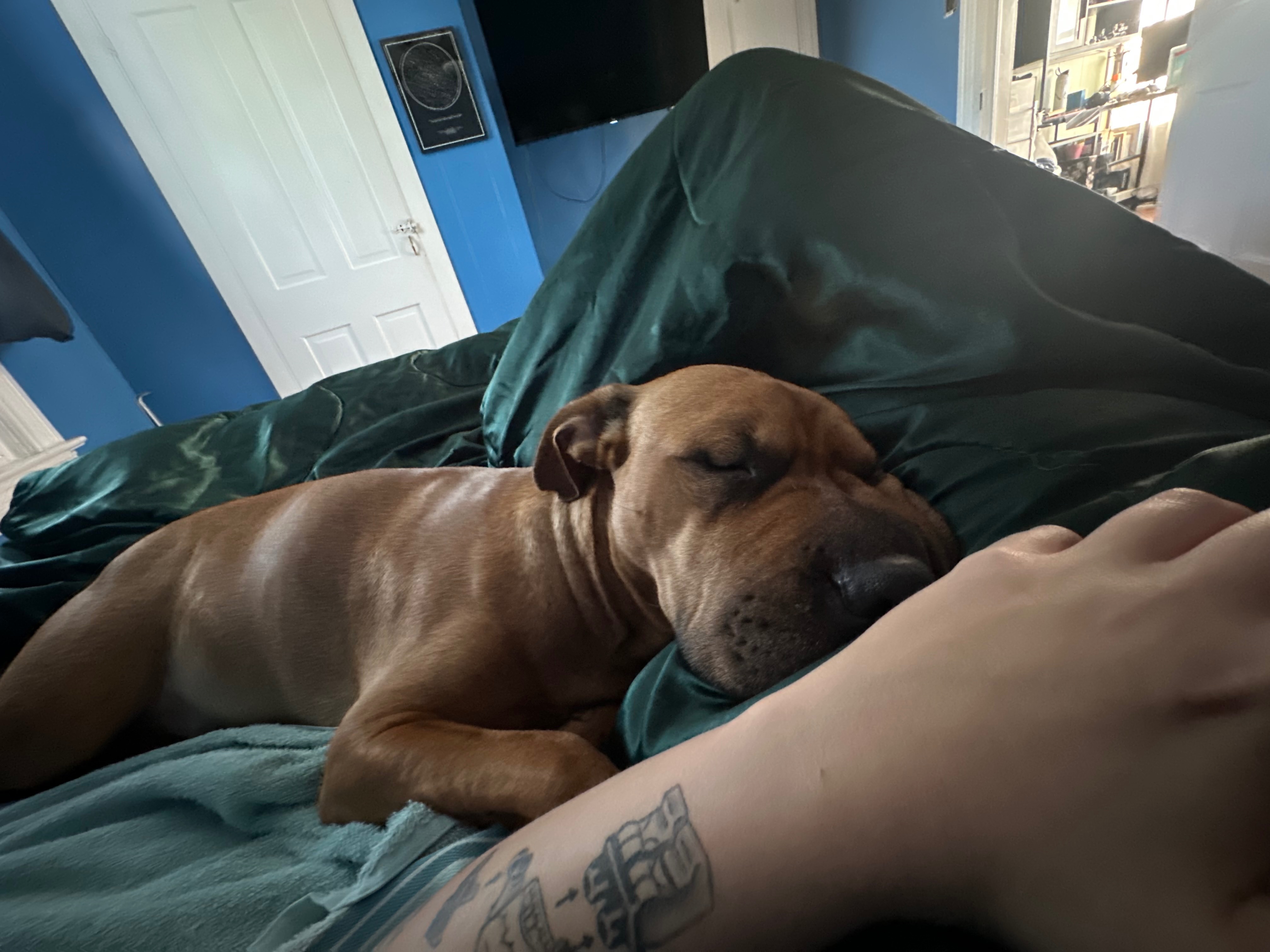 Please help me save my stink butt campaign photo, 2 of 8