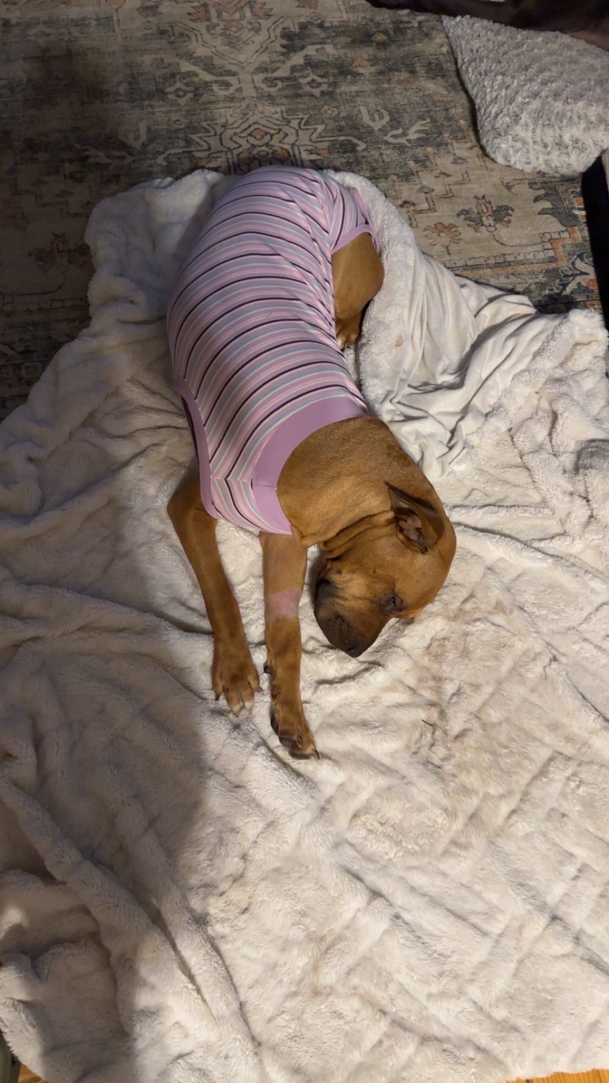 Please help me save my stink butt campaign photo, 5 of 8
