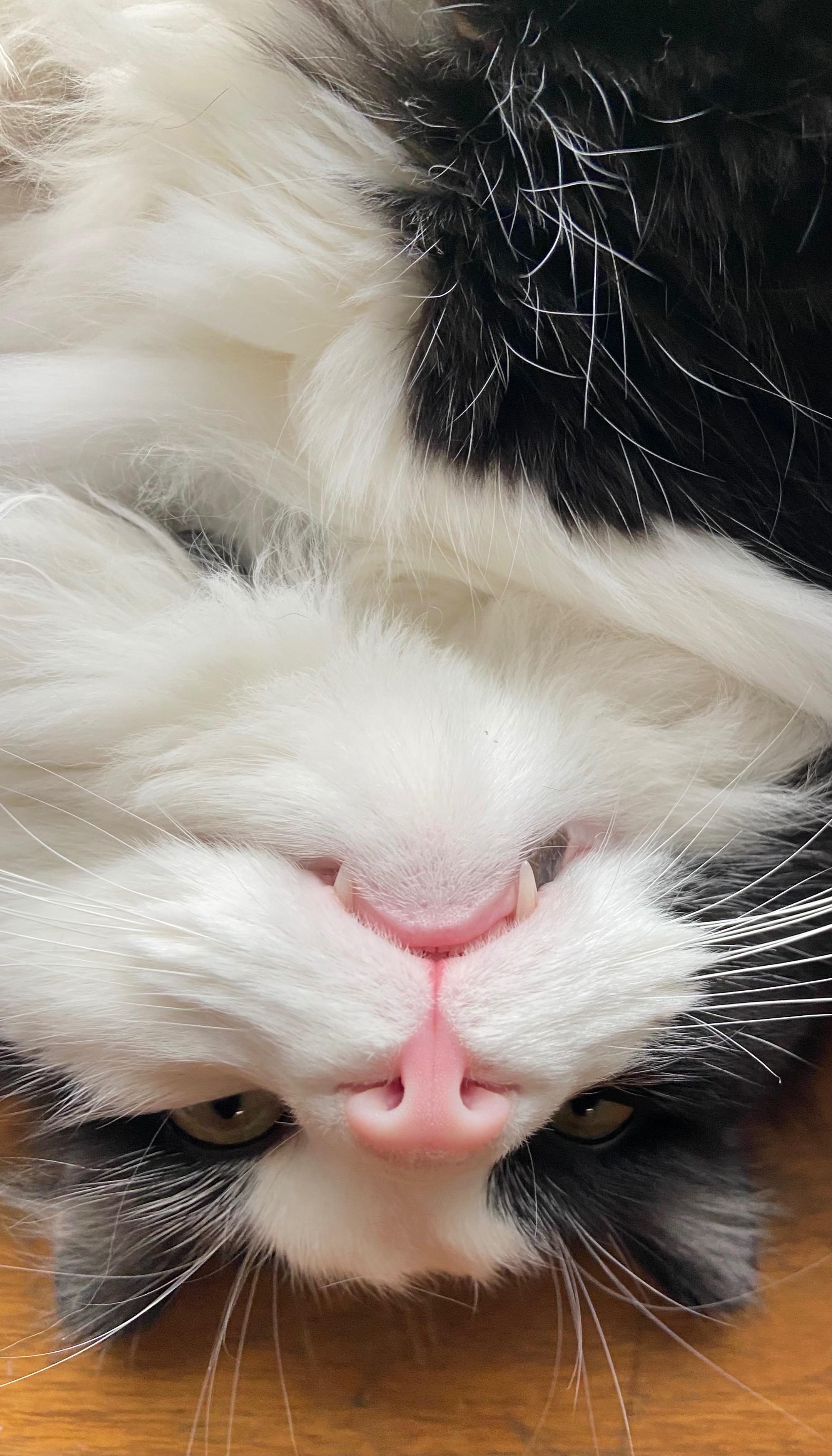 Emergency Surgery to Save My Cat Ollie’s Life campaign photo, 7 of 8