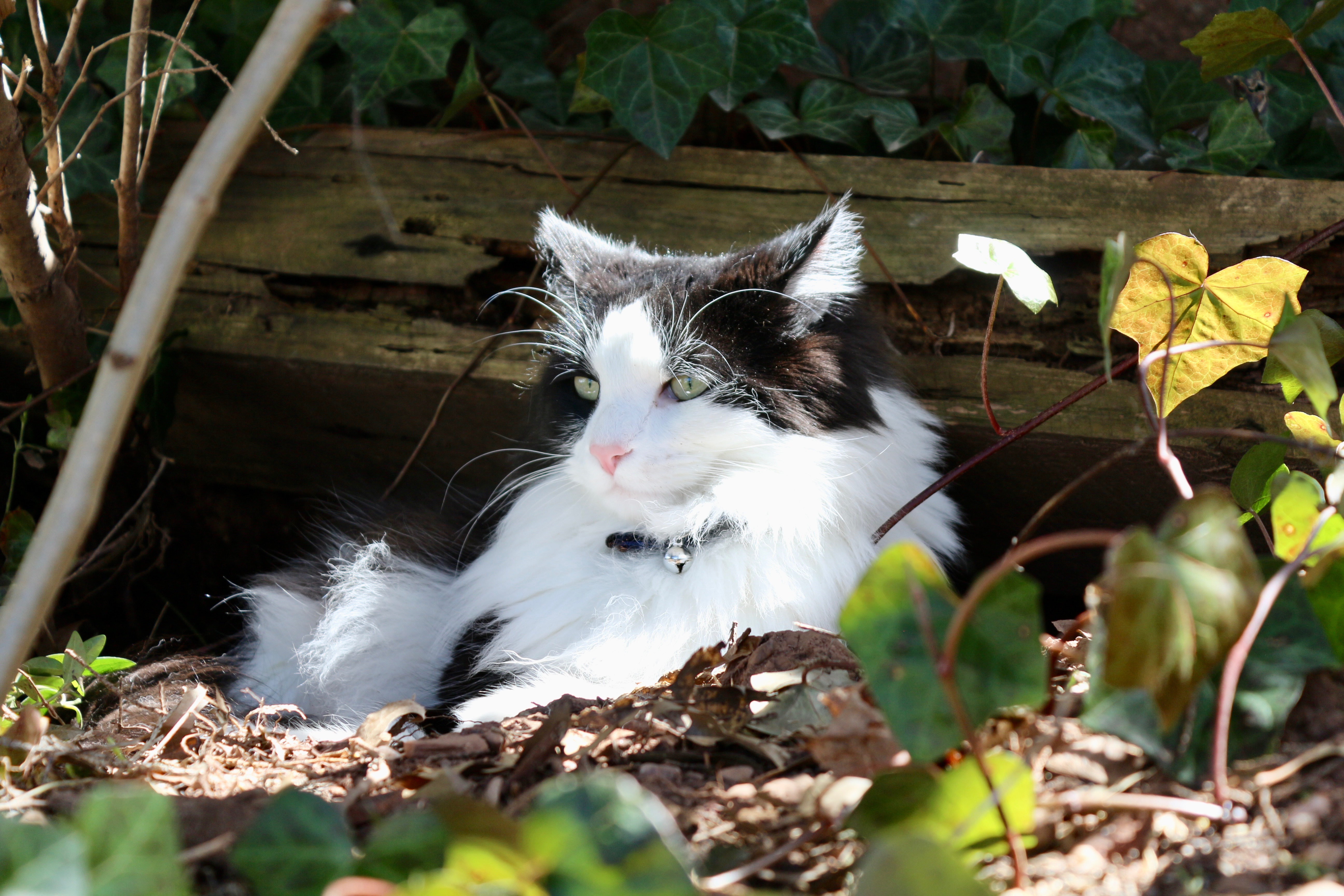 Emergency Surgery to Save My Cat Ollie’s Life campaign photo, 2 of 8
