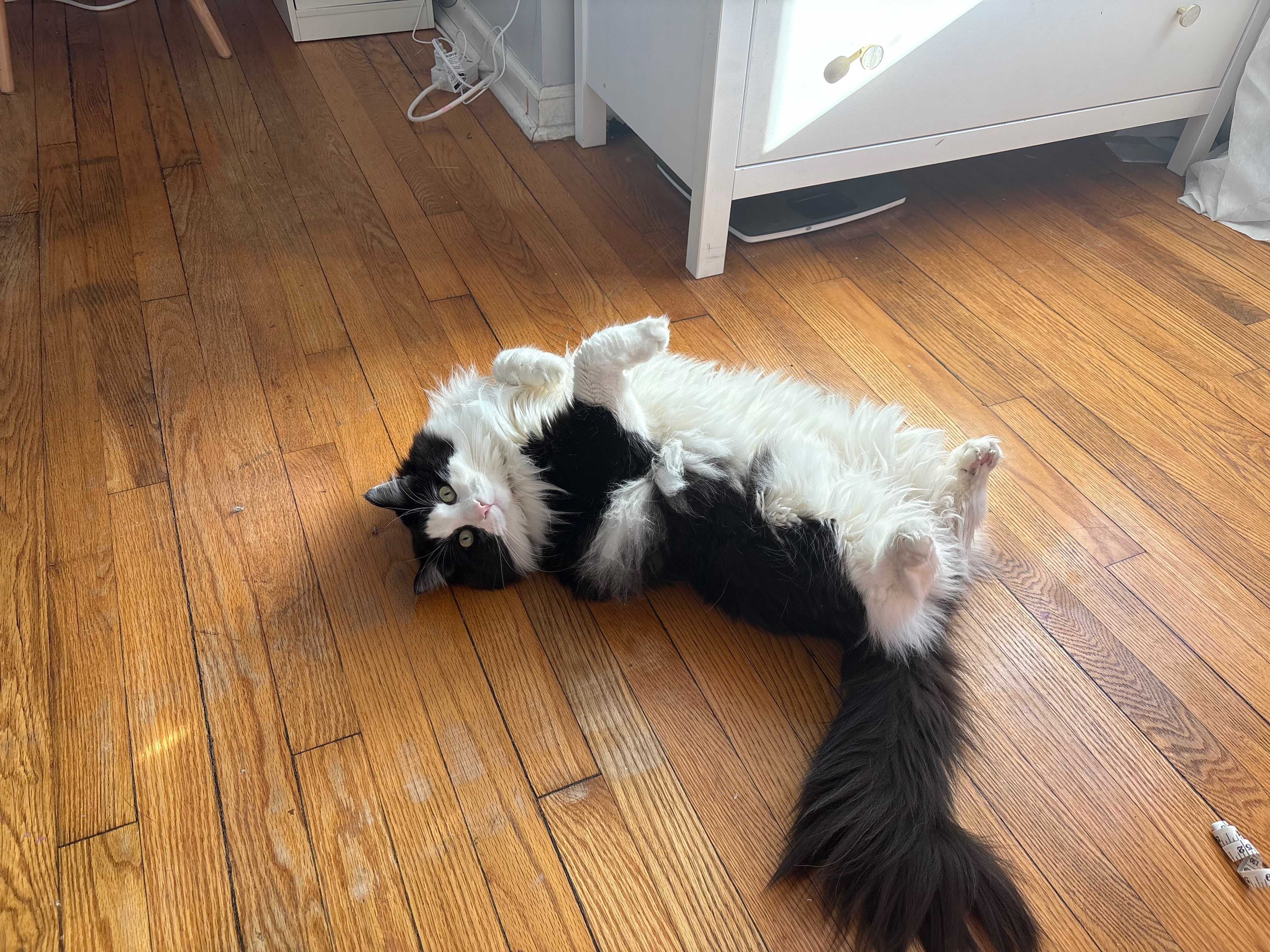 Emergency Surgery to Save My Cat Ollie’s Life campaign photo, 4 of 8