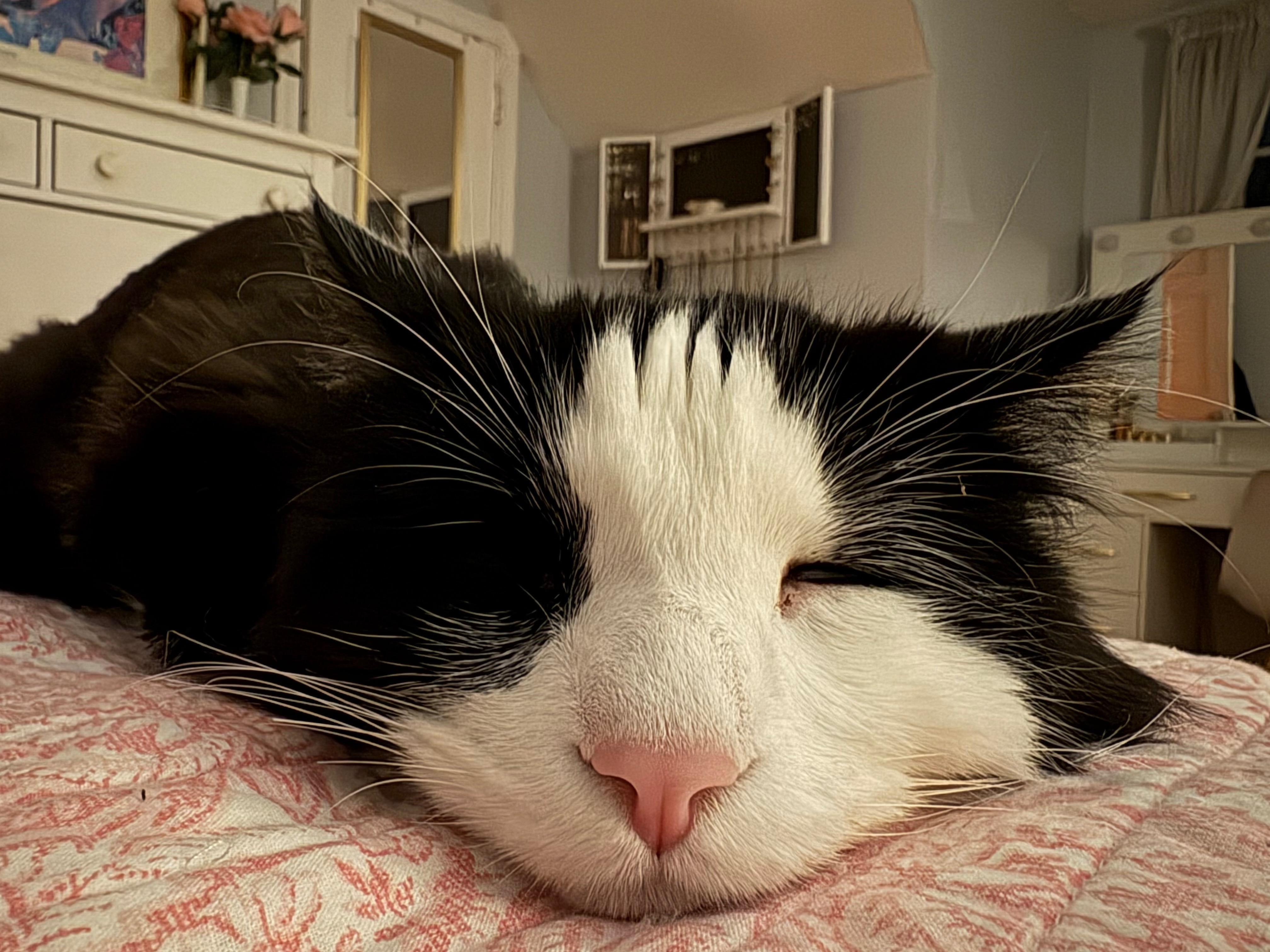 Emergency Surgery to Save My Cat Ollie’s Life campaign photo, 5 of 8