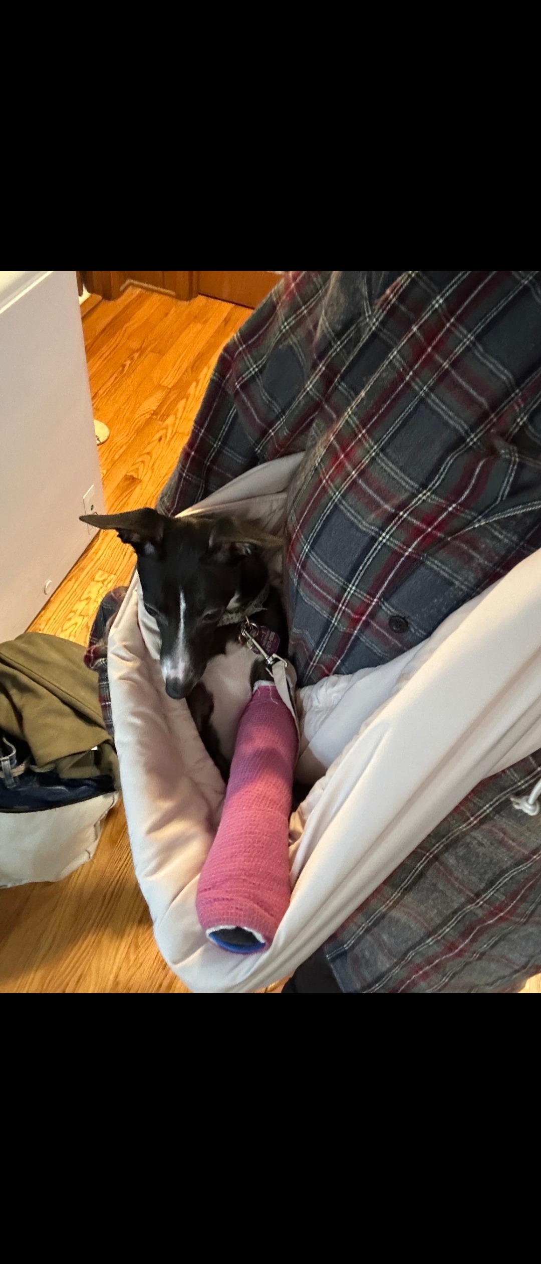Help Betty get up on all paws again! campaign photo, 5 of 8