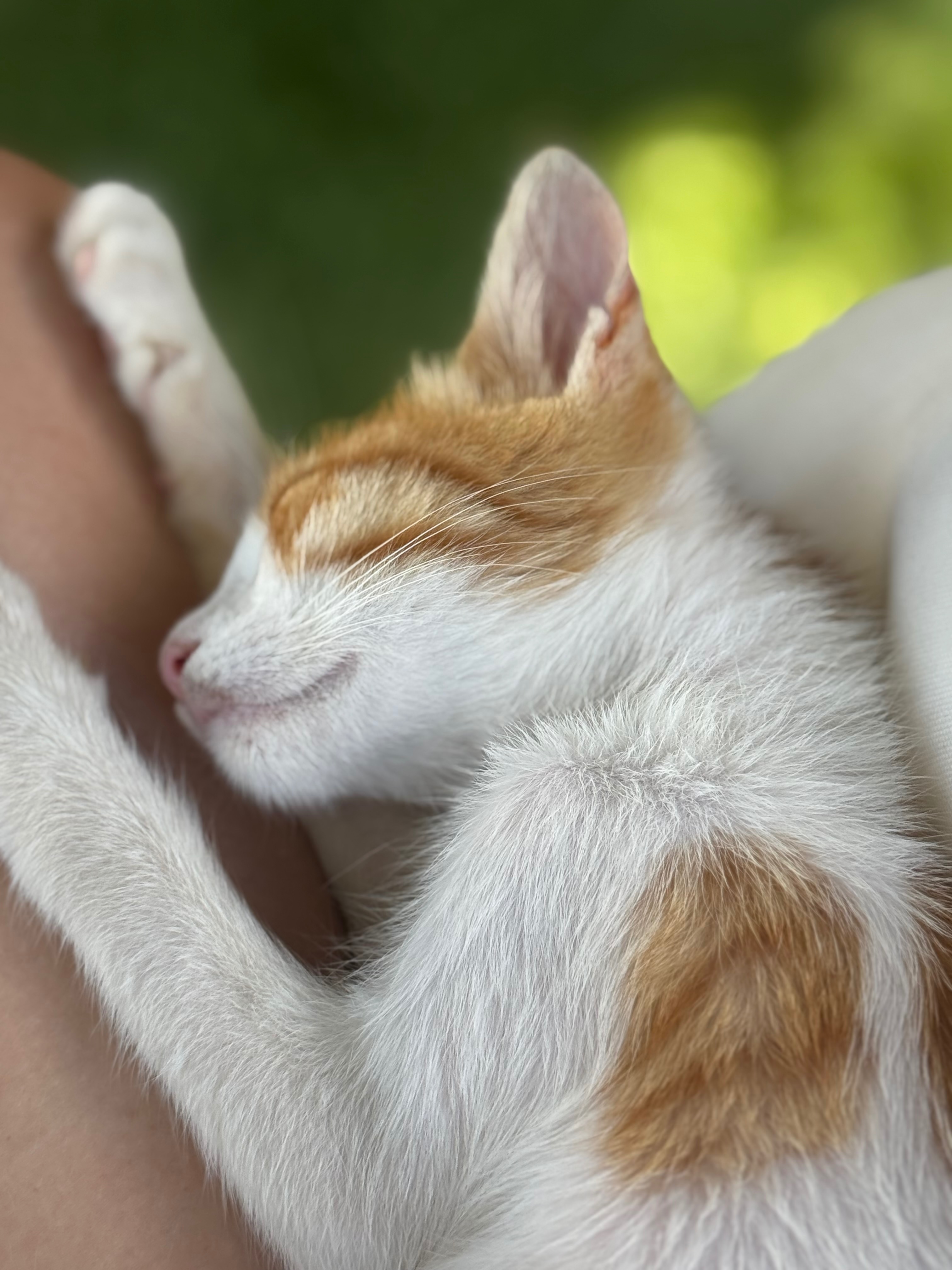 Help bring Billy the Greek kitten home to England campaign photo, 7 of 8